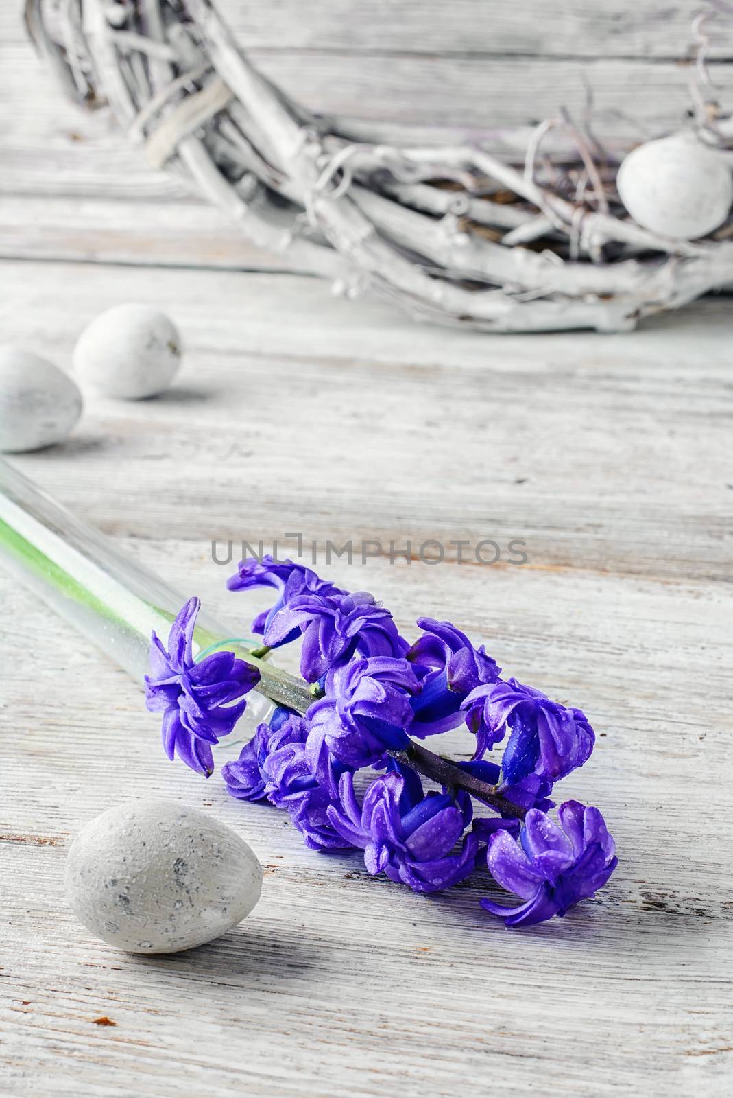 Cut branches of hyacinths in glass flask.Photography in light tone