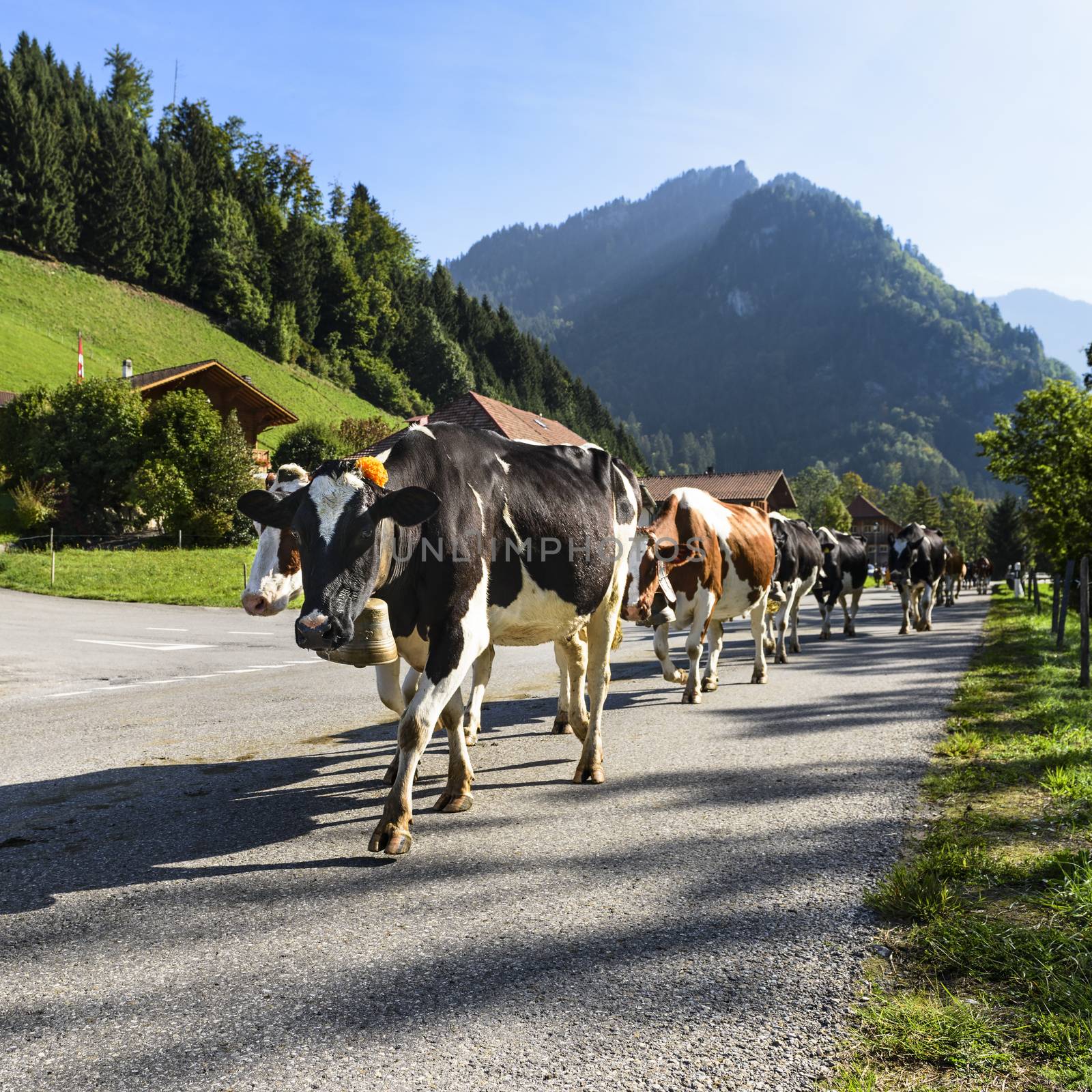 annual transhumance by ventdusud