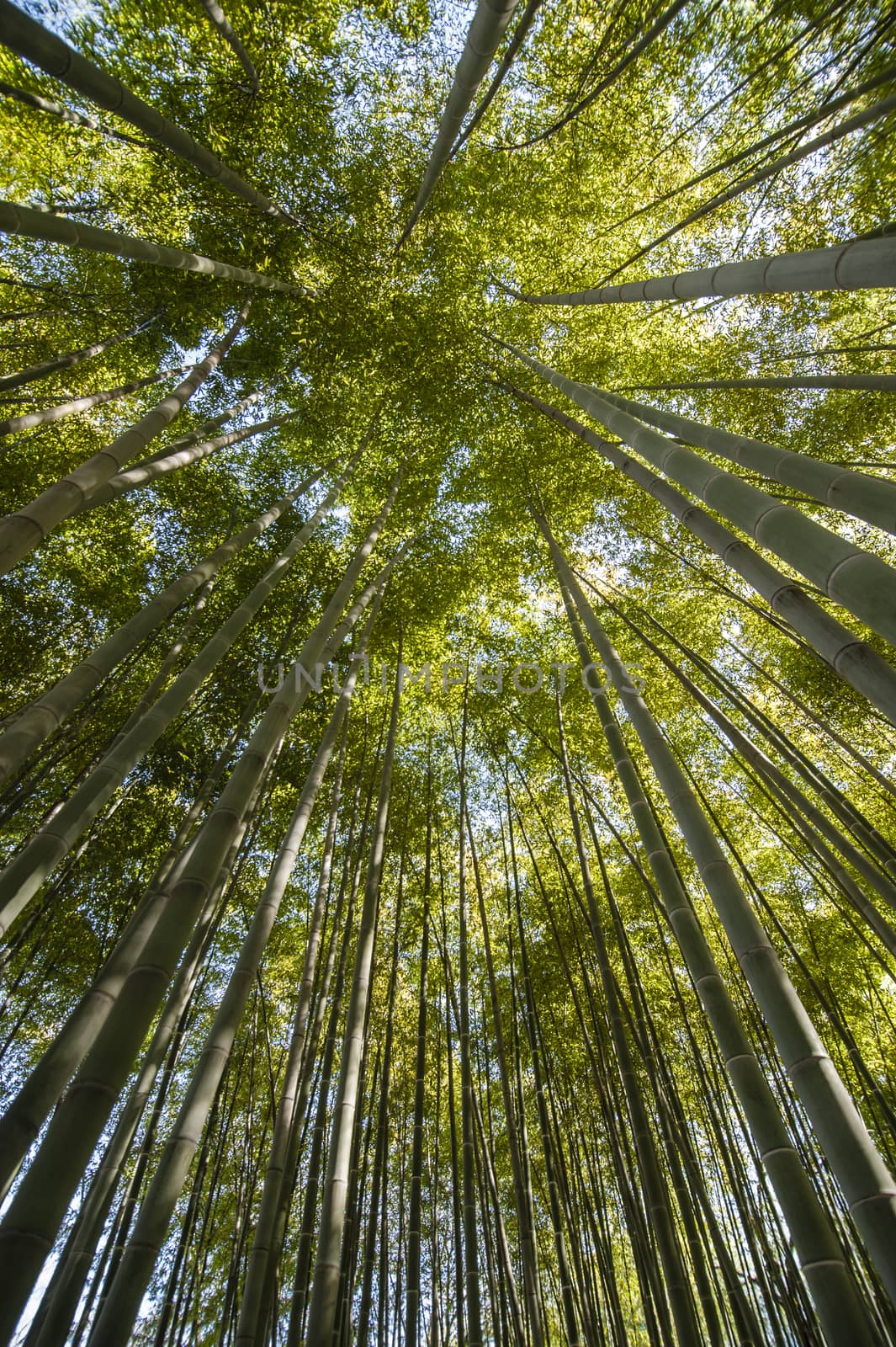 Ancient bamboo forest seen from the ground level up