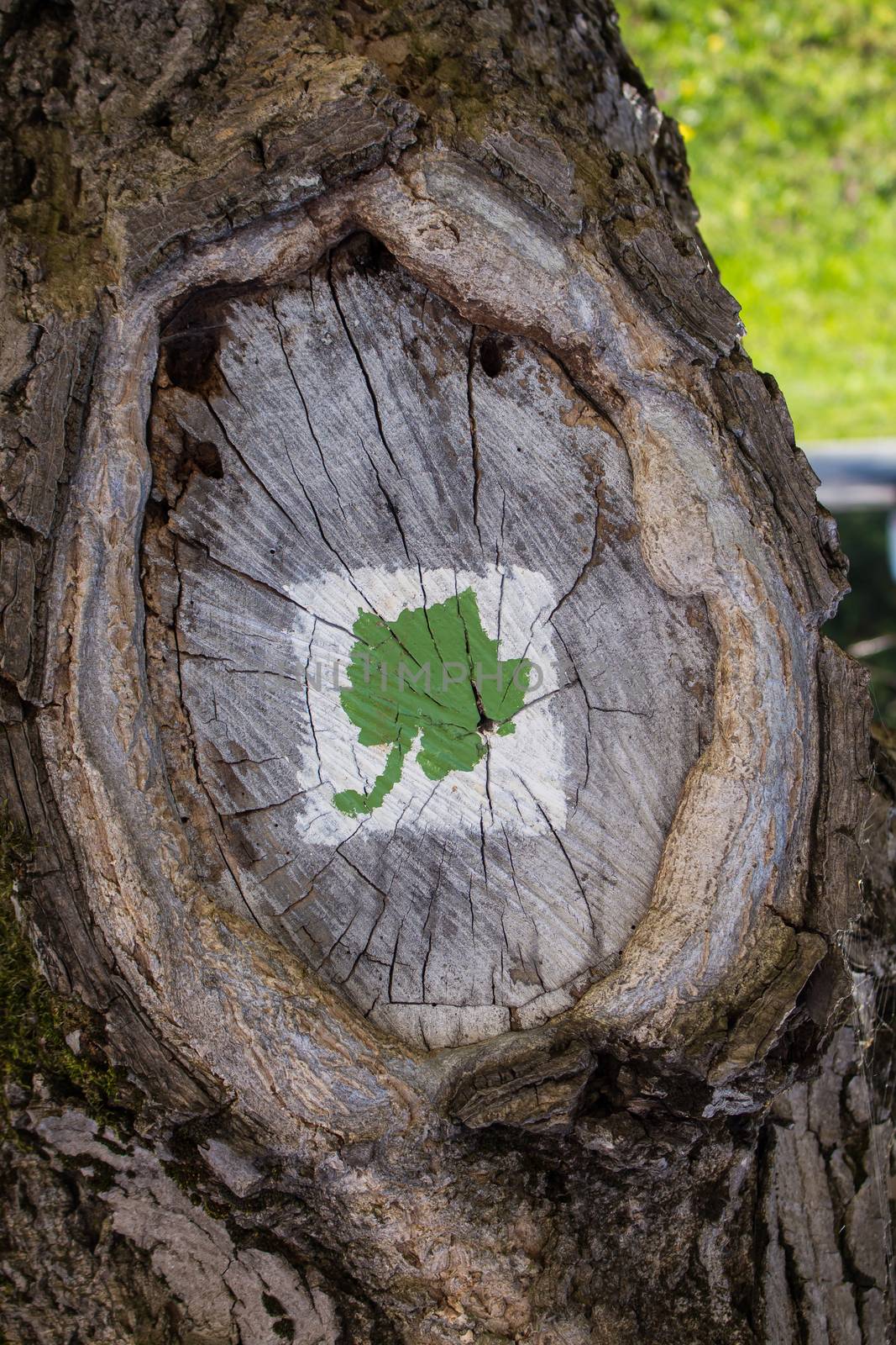 Tree with a painting of grape vine leaf by YassminPhoto