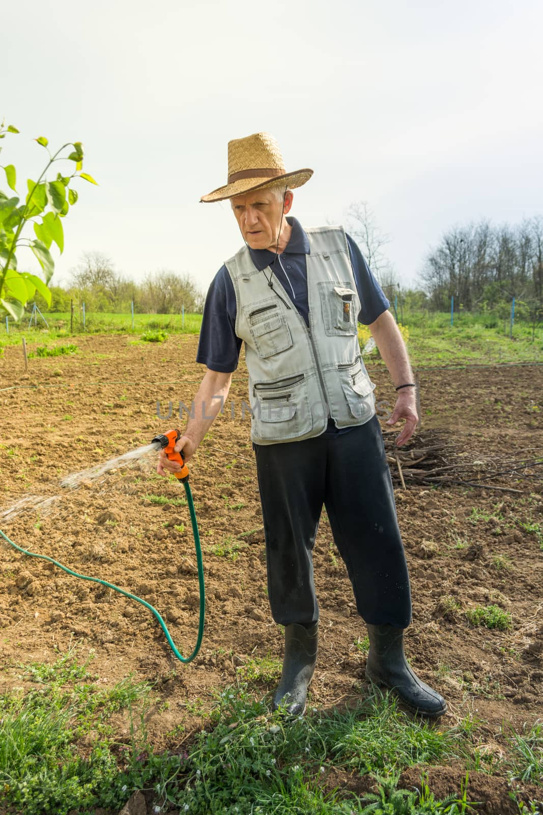 Elderly farmer with hat watering crops in early spring