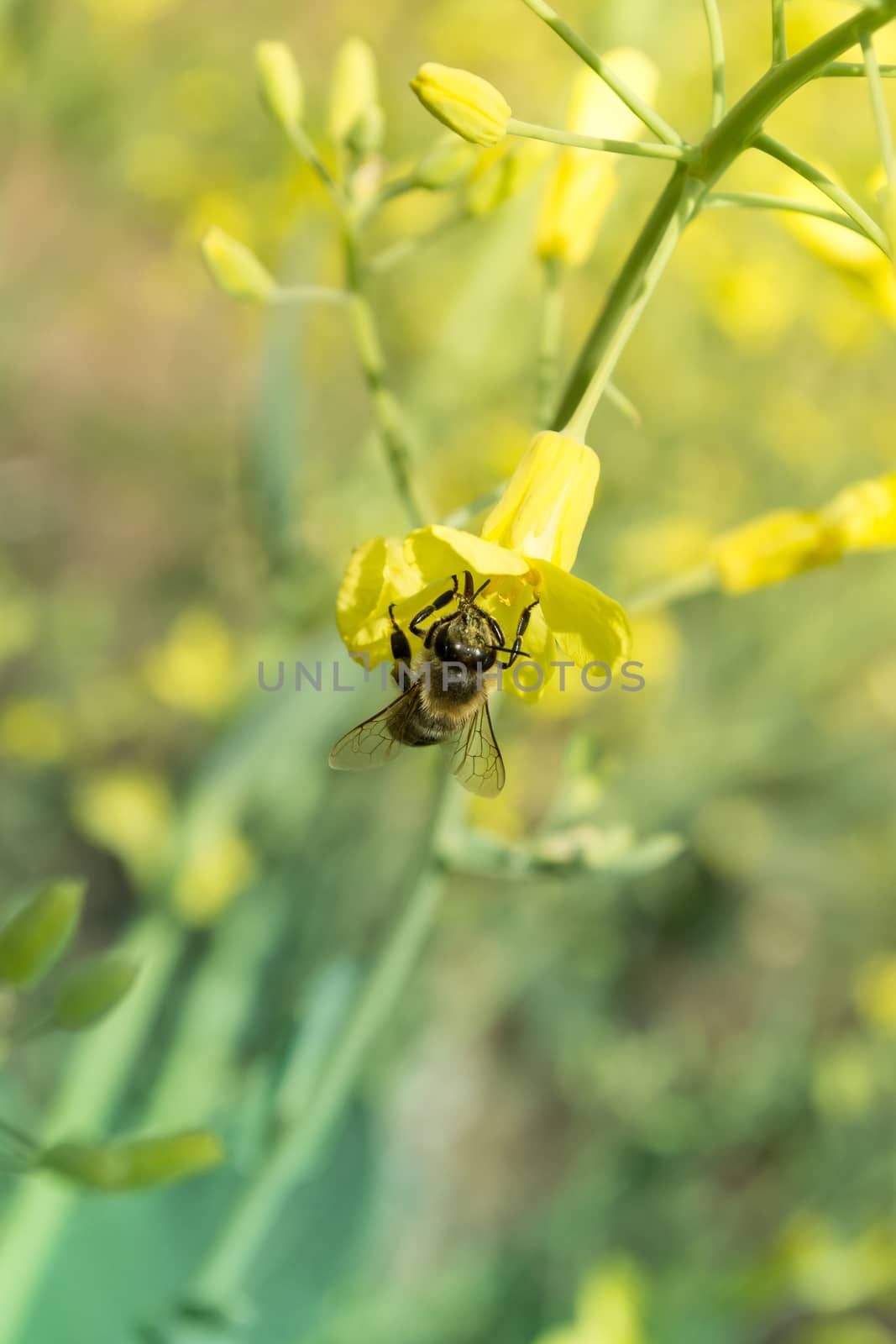 Worker bee on yellow flower with blurred background