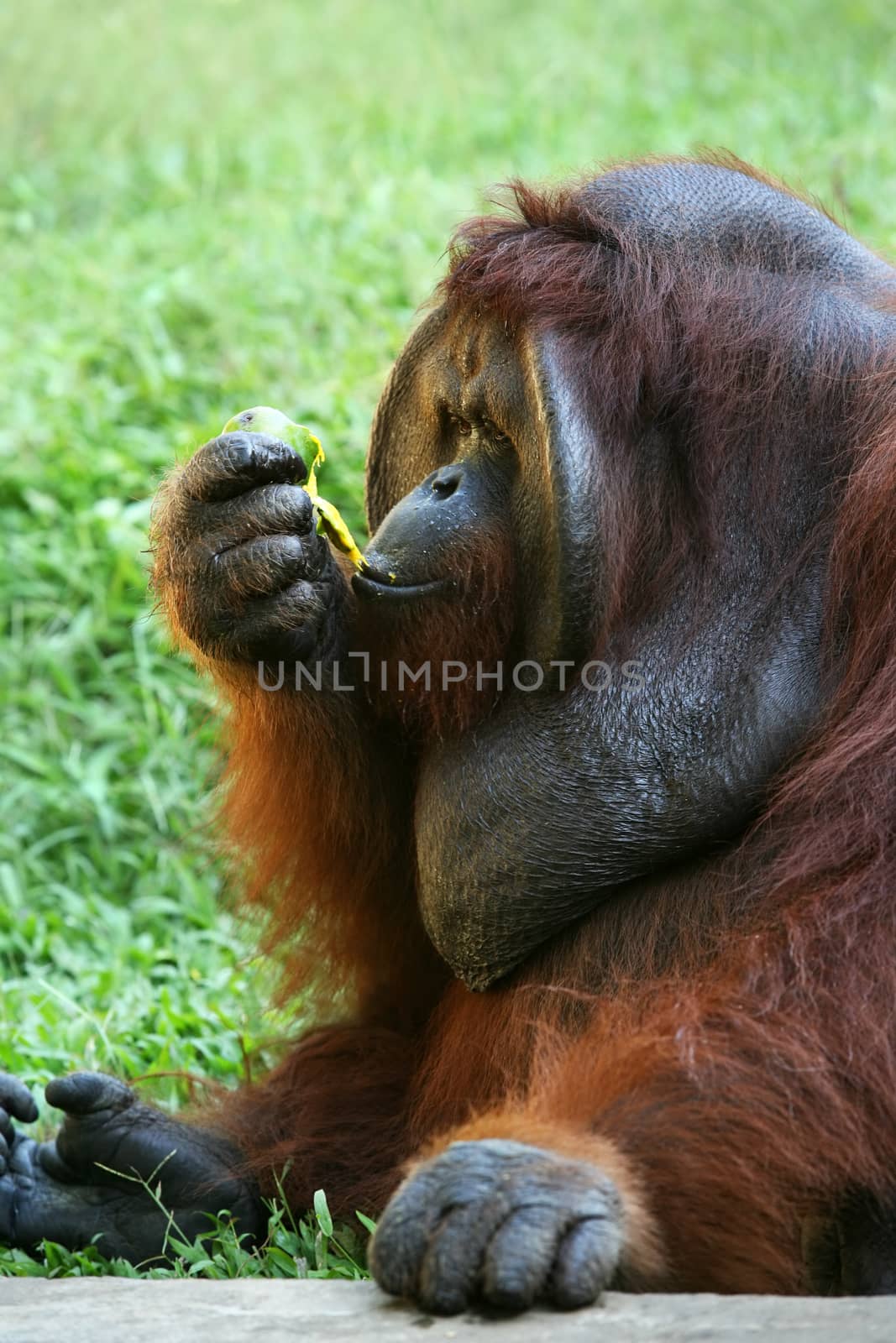 The orangutan close-up eats a mango