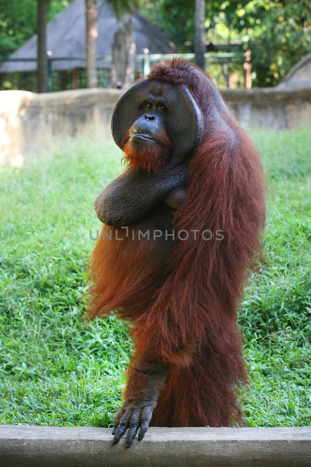 Adult orangutan in zoo. Indonesia