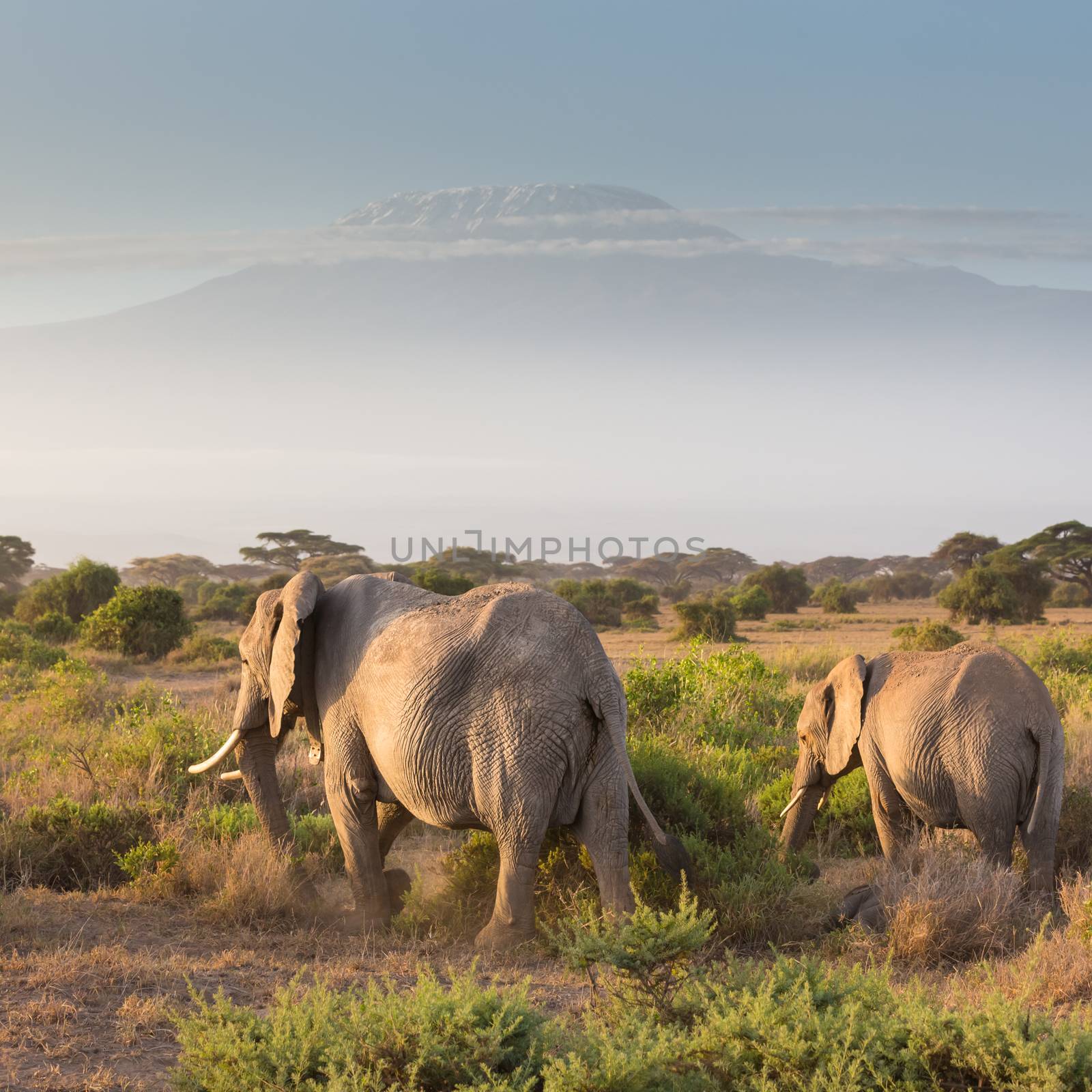 Elephant herd in Amboseli national park in Kenya. Mt. Kilimanjaro in Tanzania can be seen in background. 