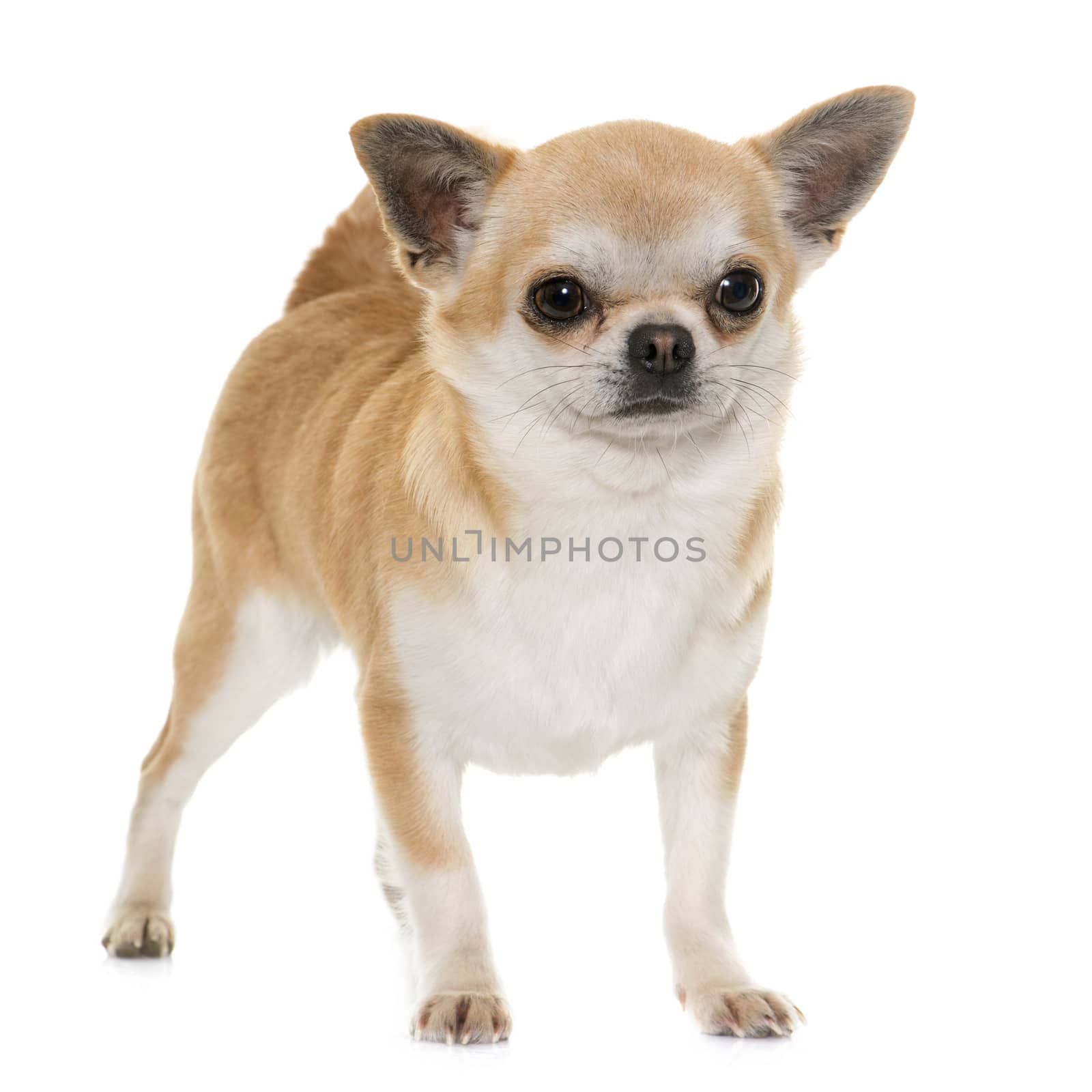 adult chihuahua in front of white background