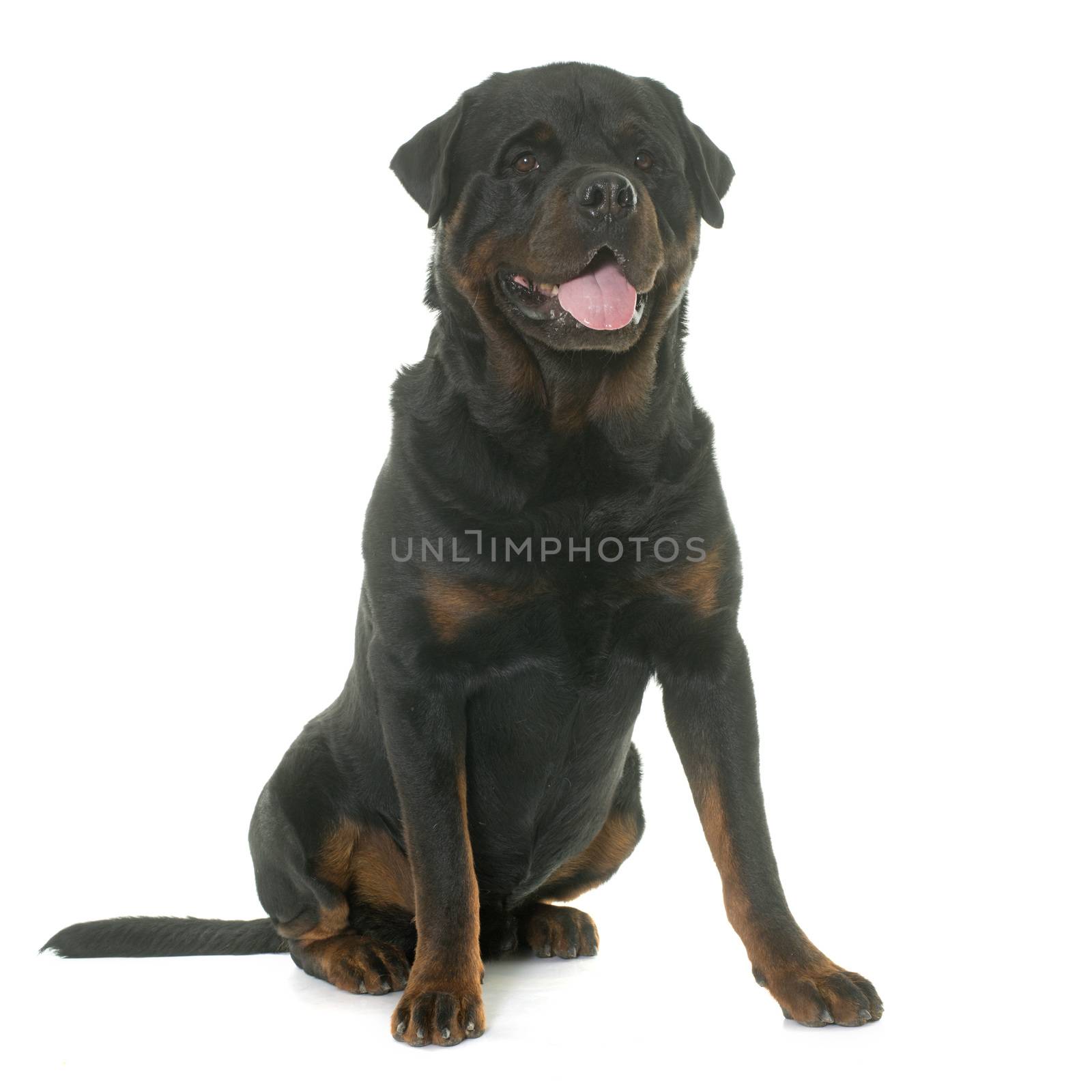 adult rottweiler in front of white background