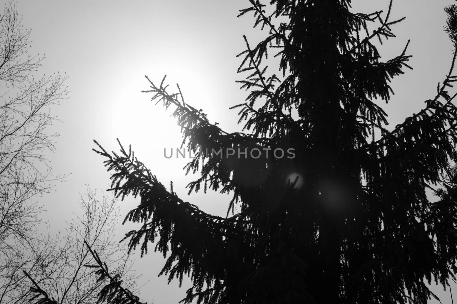 Silhouette of trees in black white by DmitryOsipov
