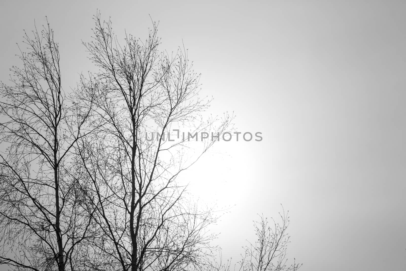 Dead Trees without Leaves by DmitryOsipov