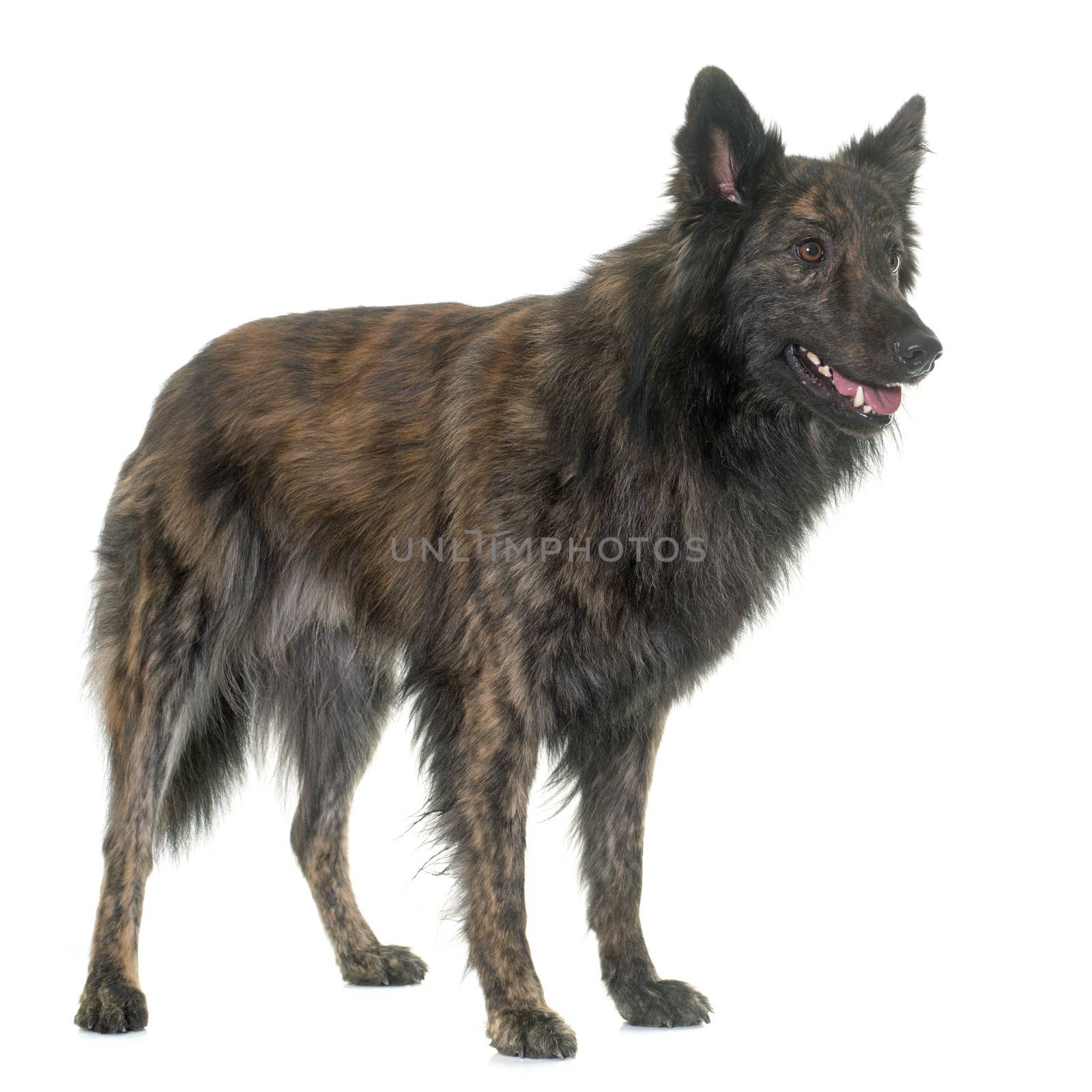 Dutch Long haired shepherd in front of white background