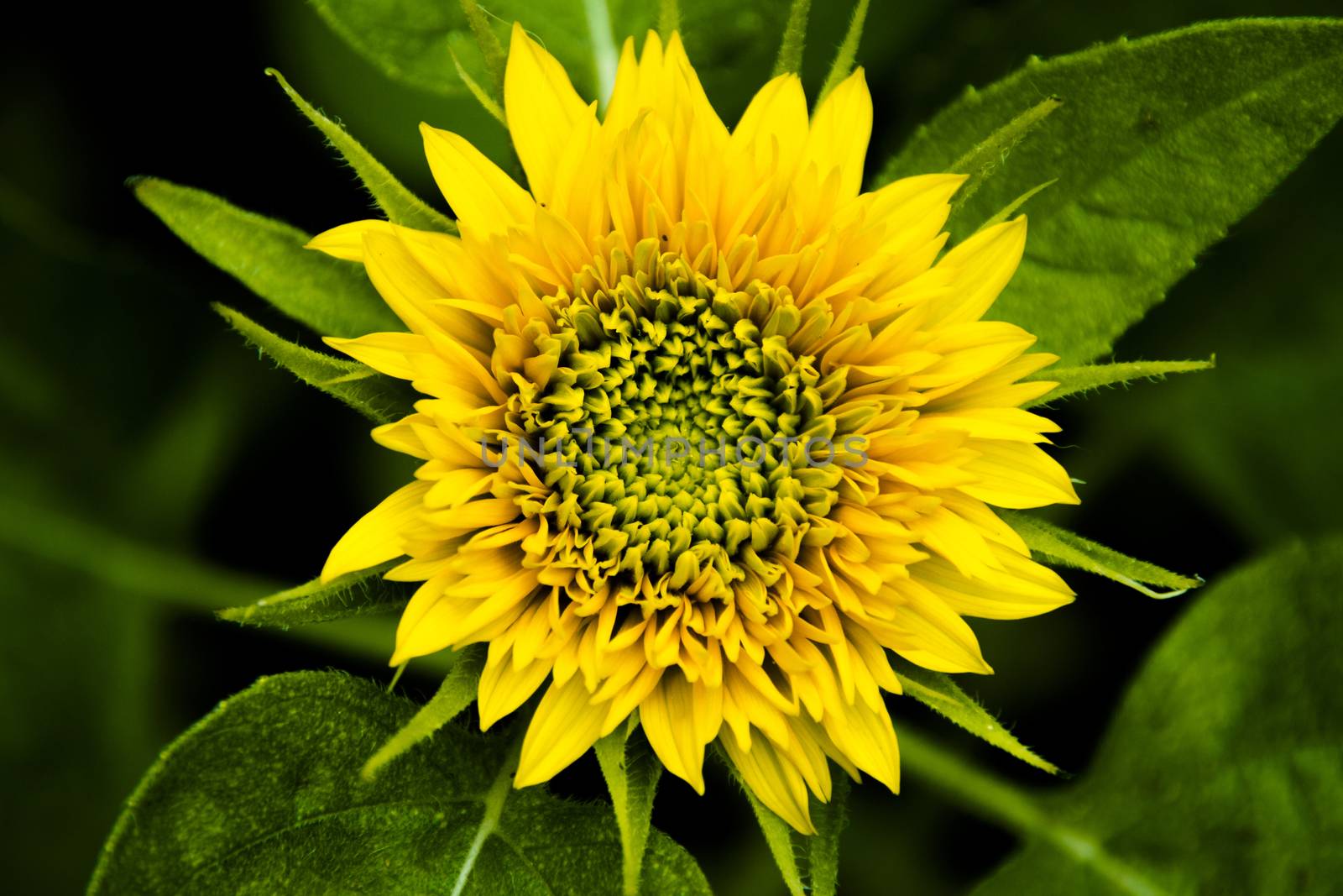 a dwarf sunflower sprouting a fresh yellow flower from the top and green leaves below