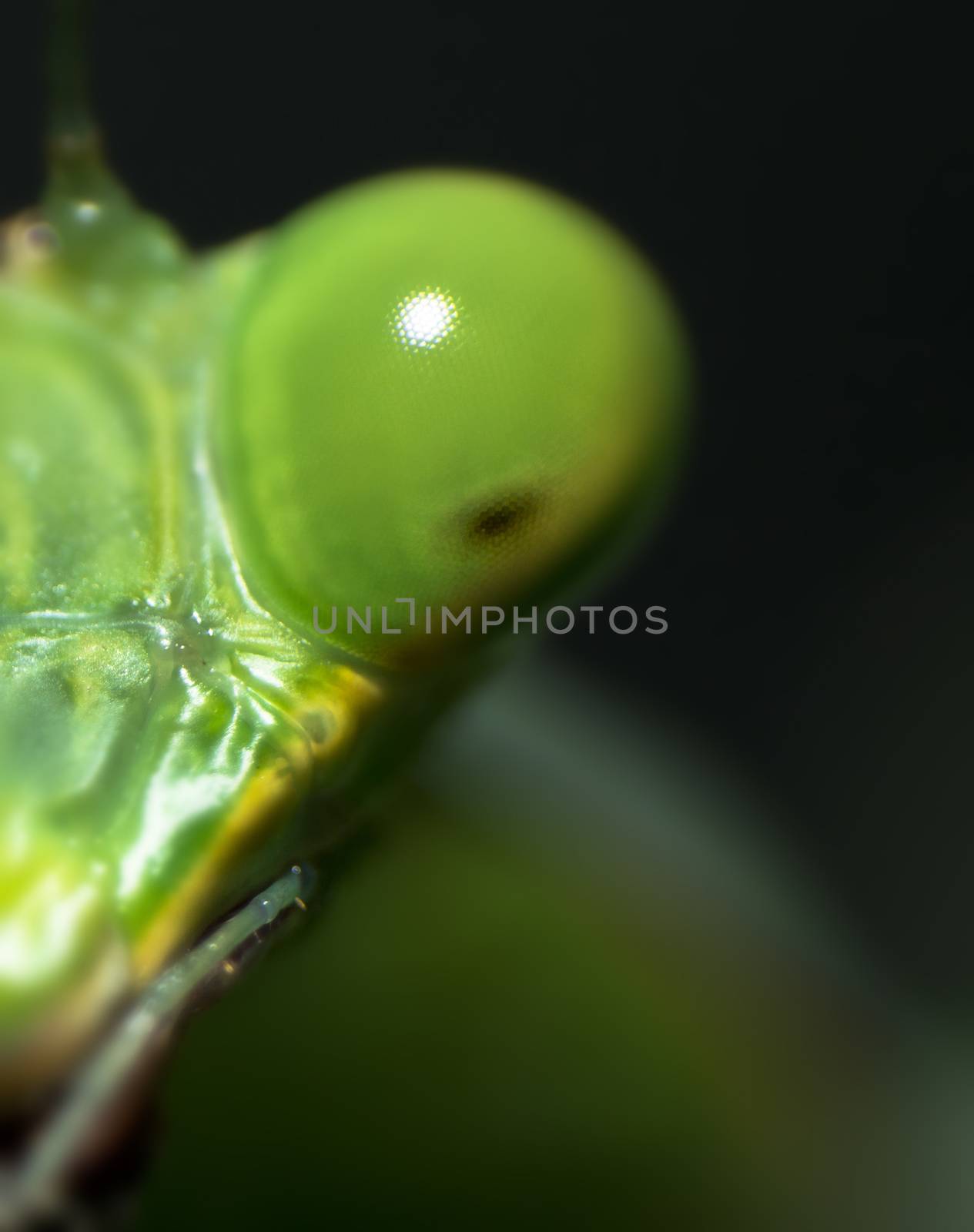 a green praying mantis eye close up close and side of its head
