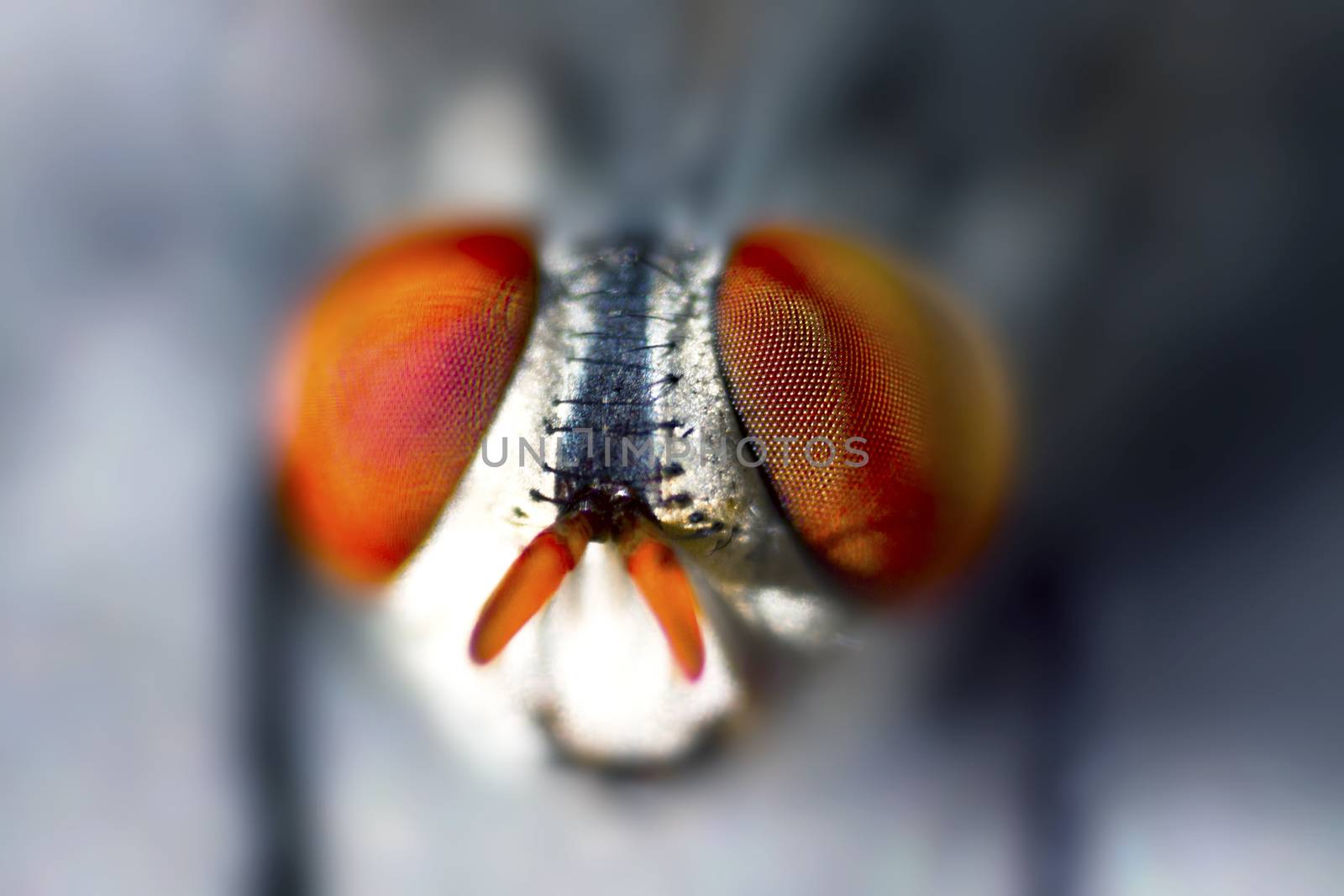 Extreme close up of a common house fly by stockbp