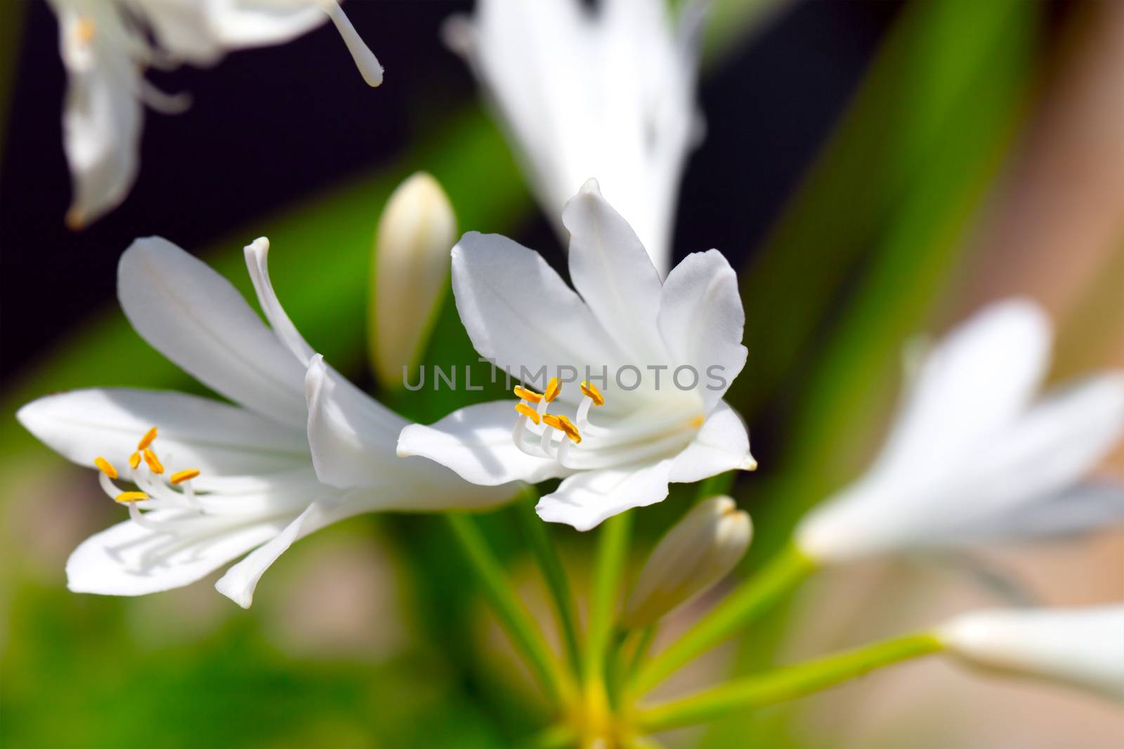 White Agapanthus flowers by motorolka