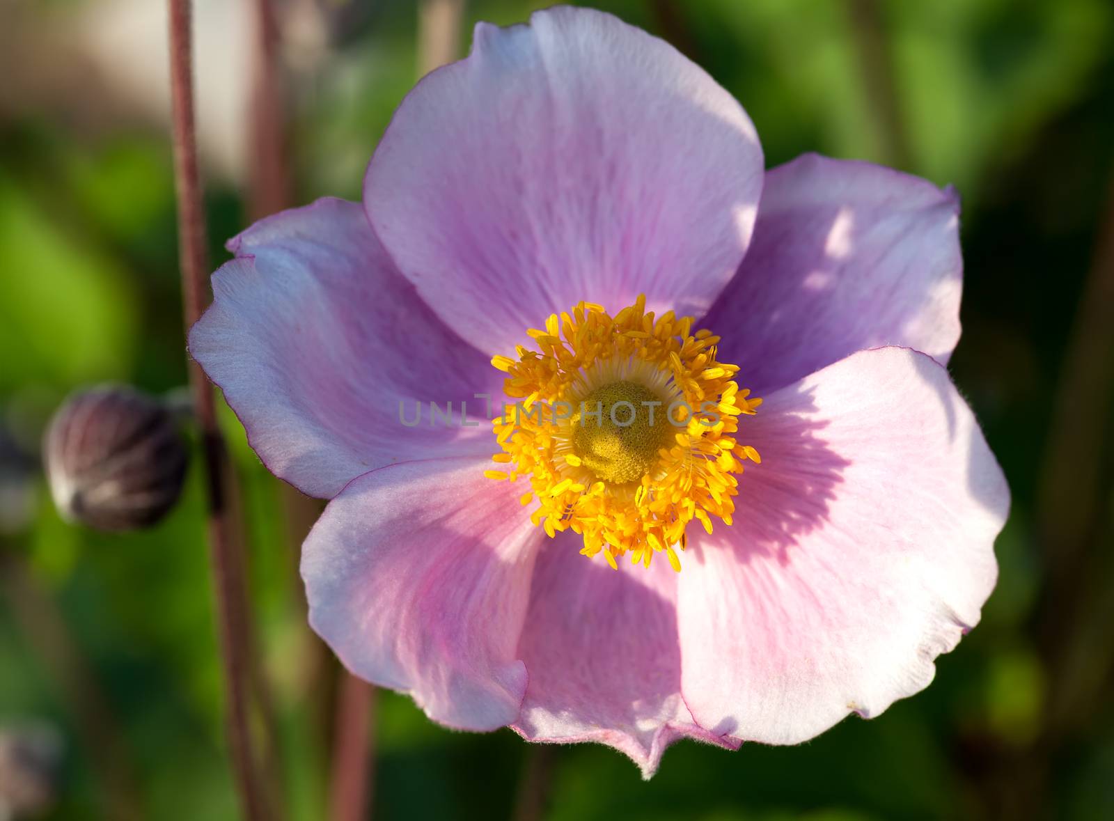 Anemone, family Ranunculaceae, native to temperate zones.  by motorolka