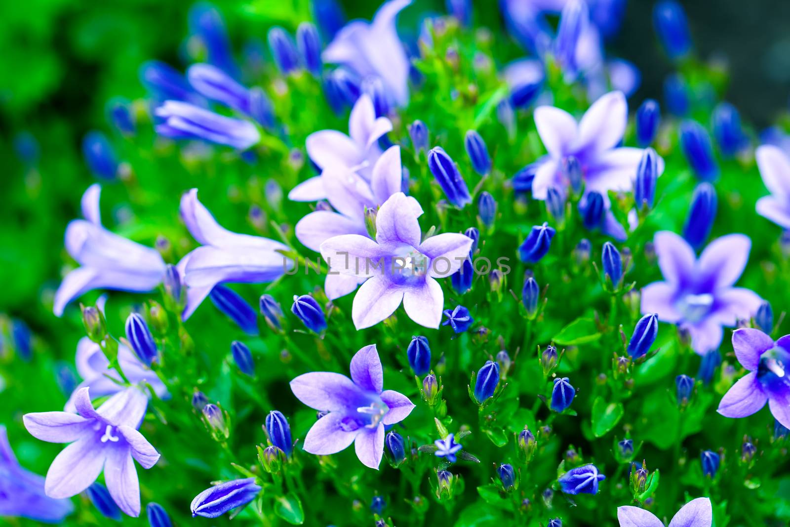Beautiful spring background with campanula bouquet. by motorolka