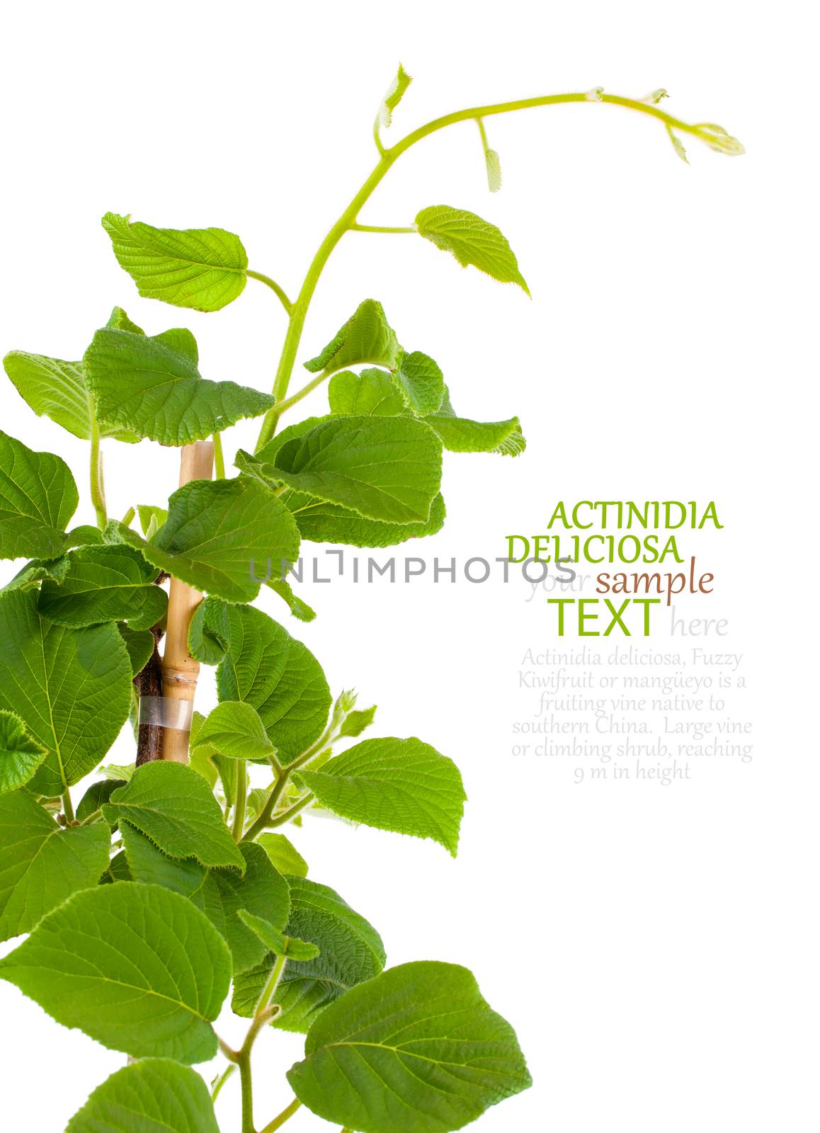 Actinidia deliciosa plant on white background by motorolka