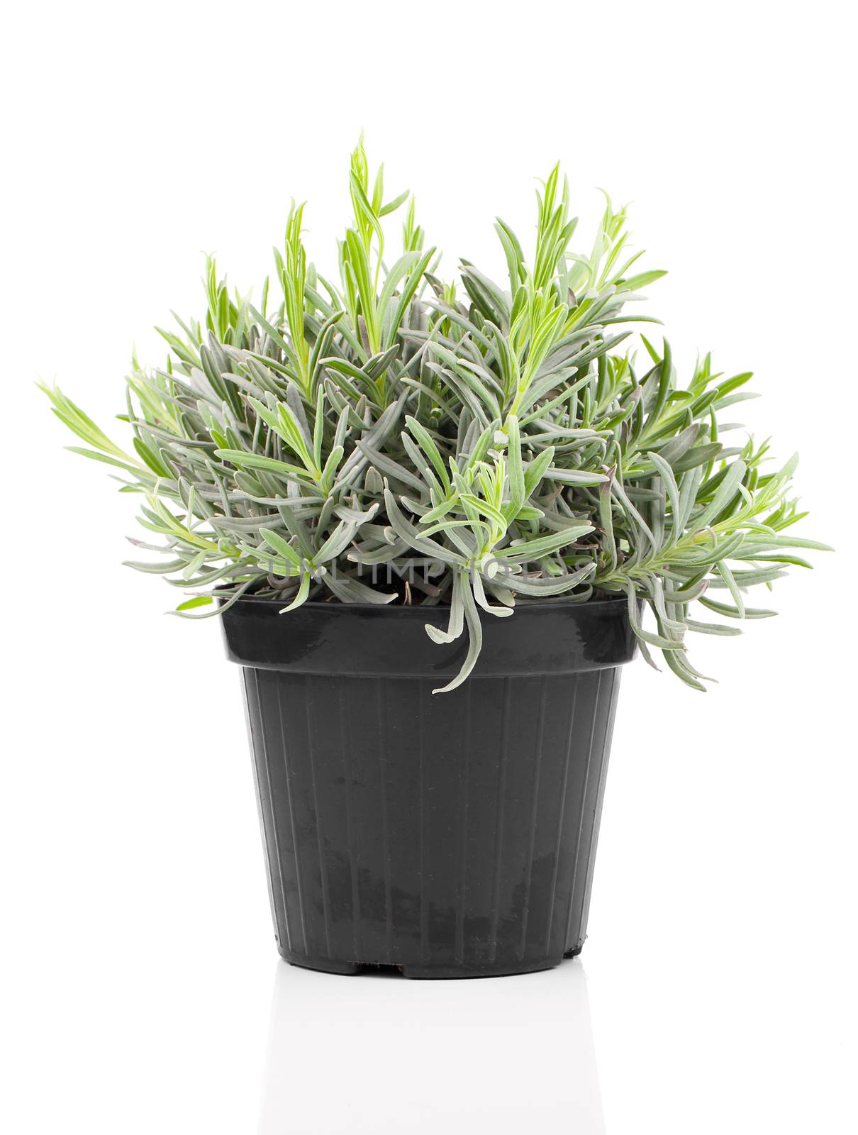 Lavender in a pot, on white background