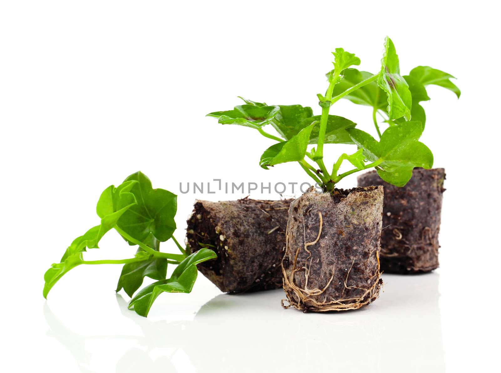 Geranium with roots, ready to plant
