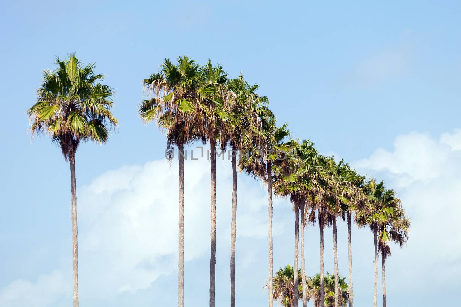 A row of palm trees in a tropical Florida setting.