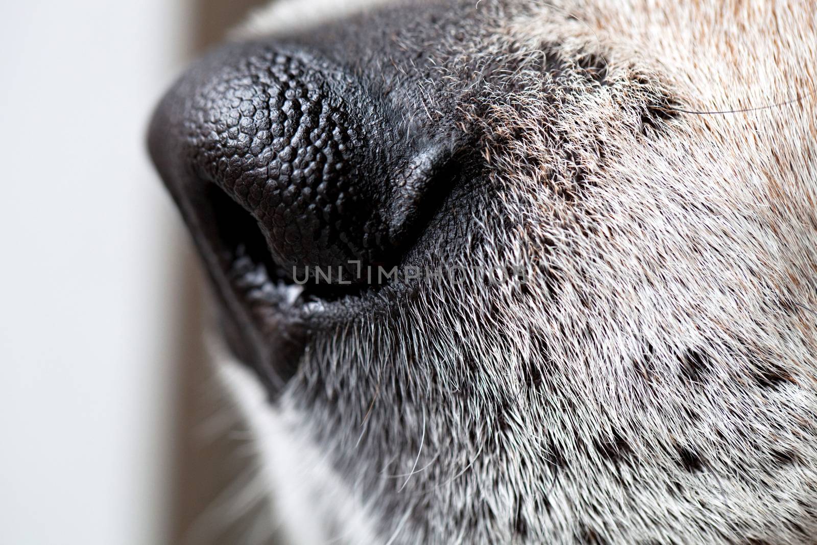 Beagle Dog Nose Macro by graficallyminded