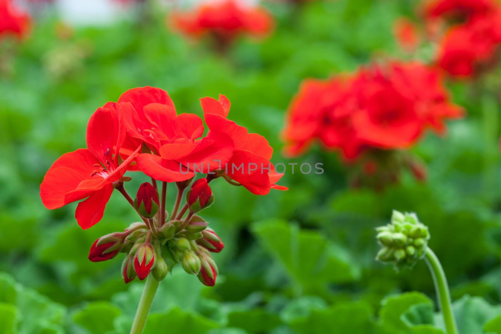 Macro closeup of some red flowers with a shallow depth of field.