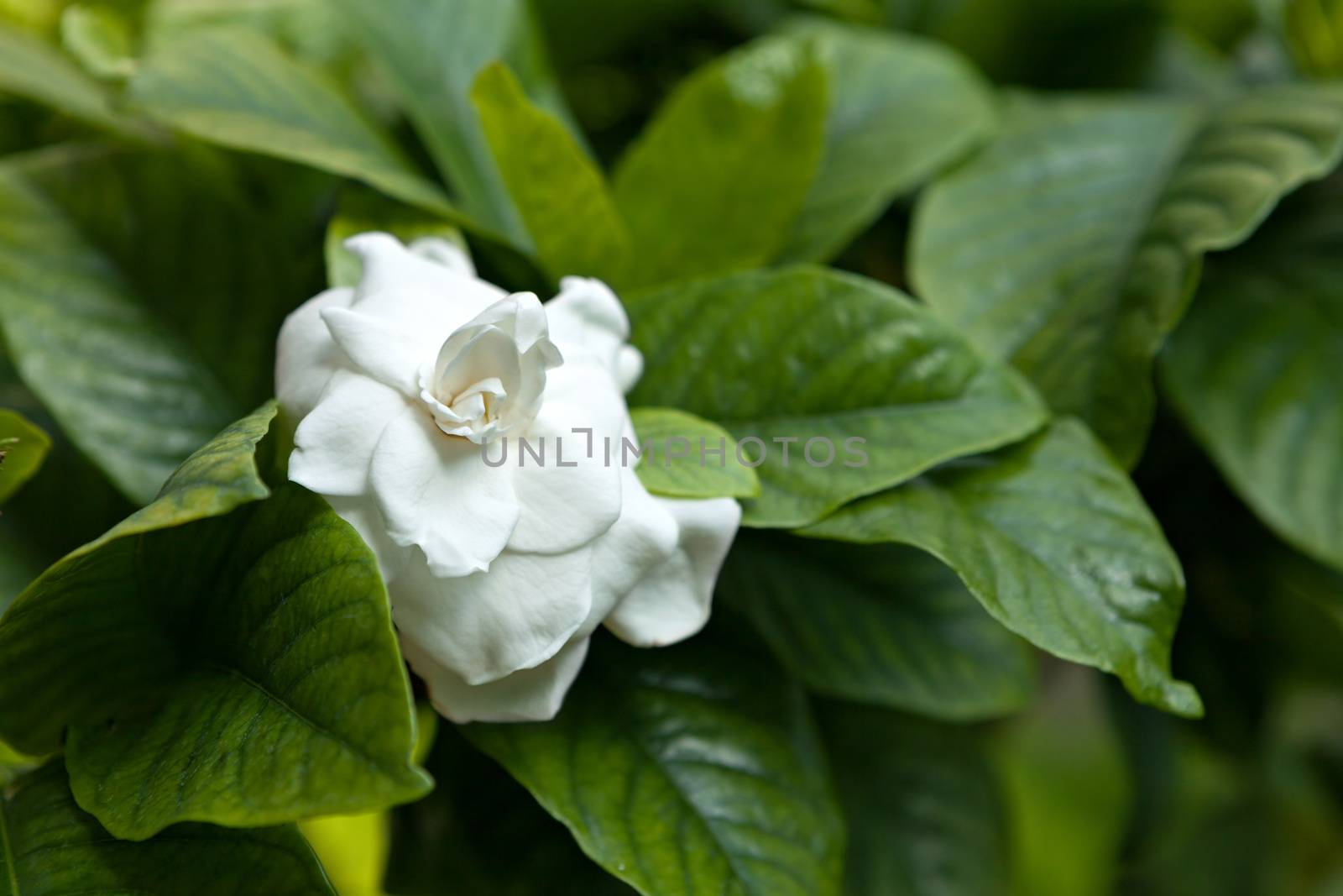 White Flower Green Leaves by graficallyminded