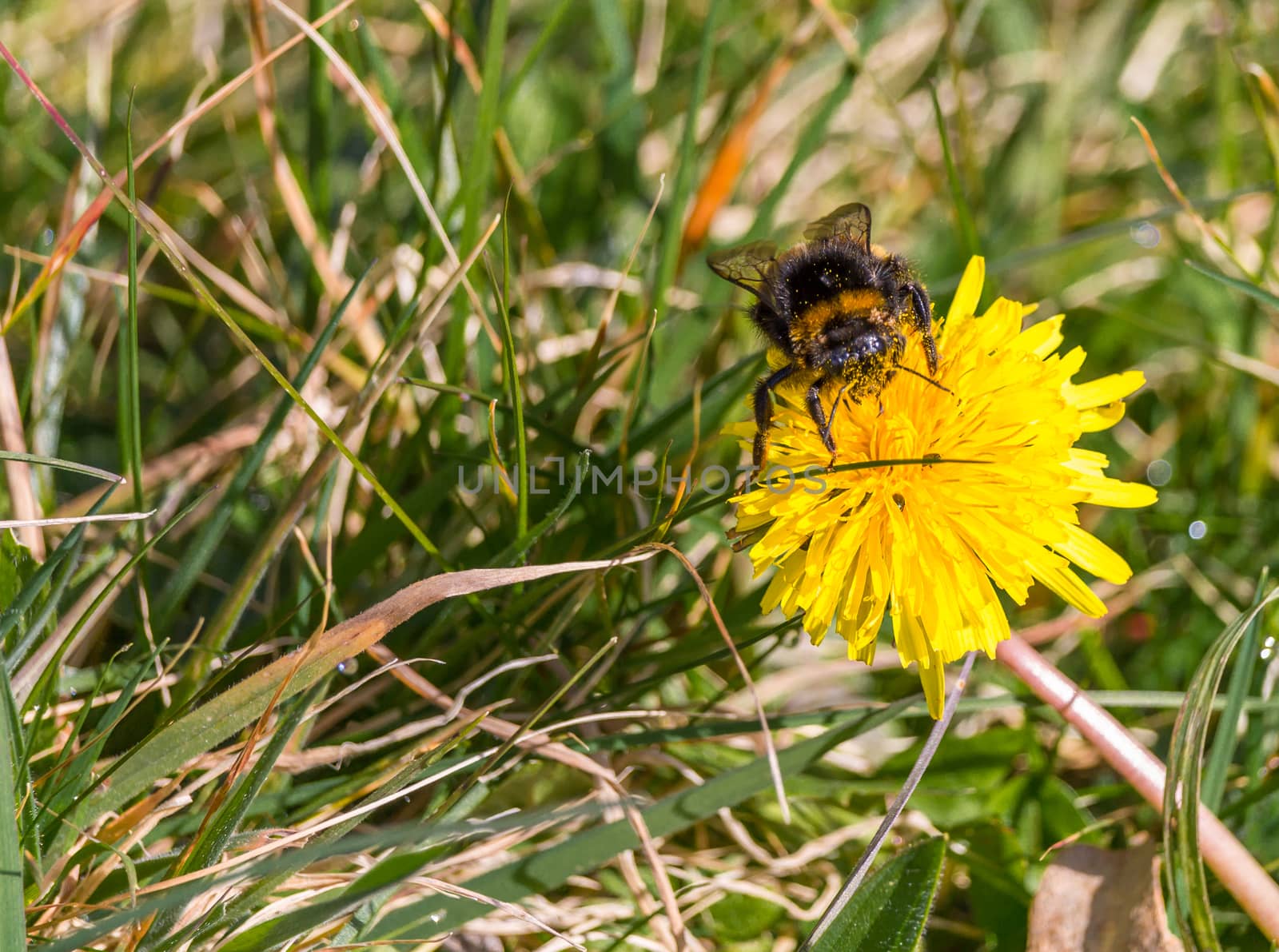 Bumblebee covered in pollen collecting more from a dandelion