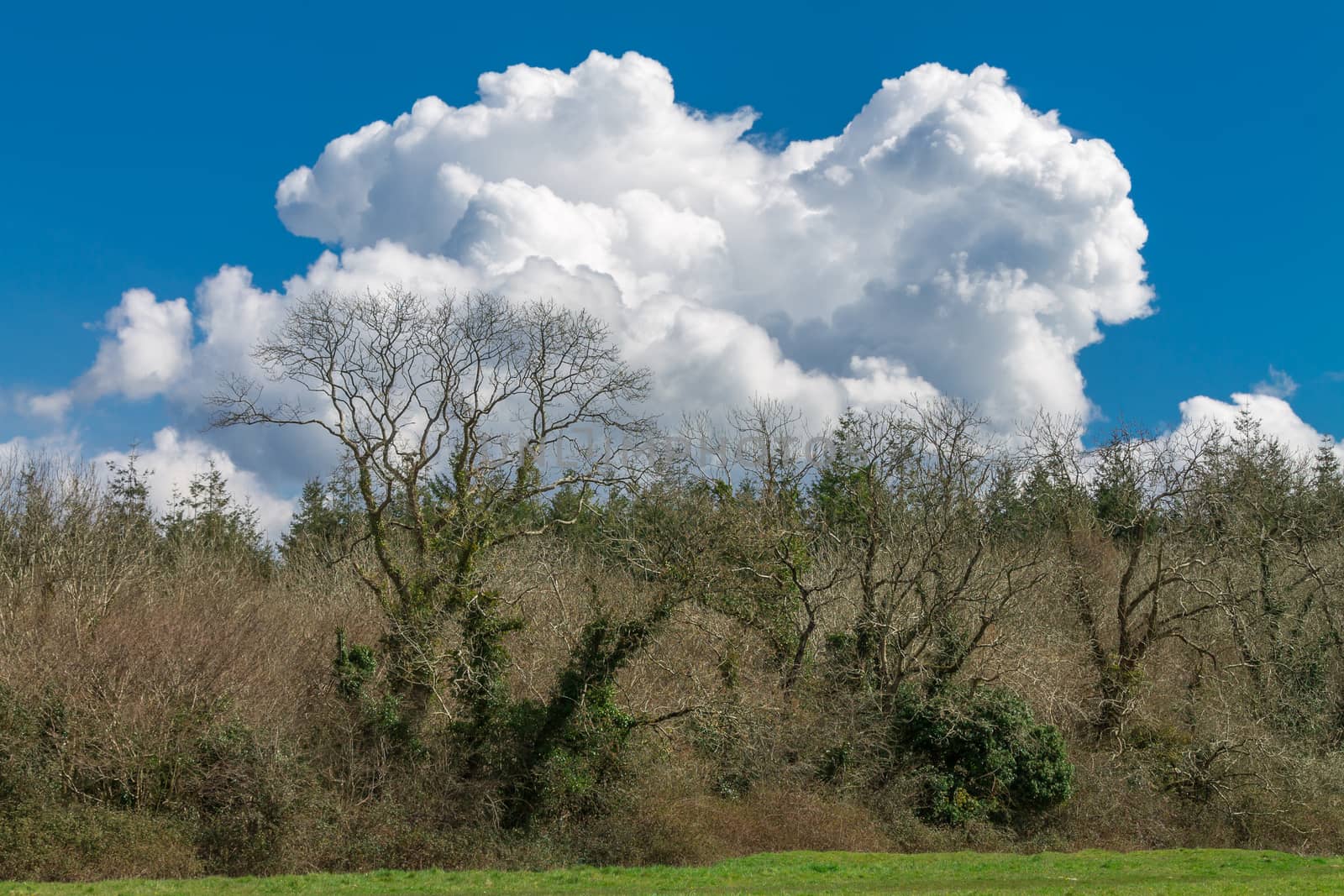 Big fluffy cloud above a field and woodland against a blue sky.