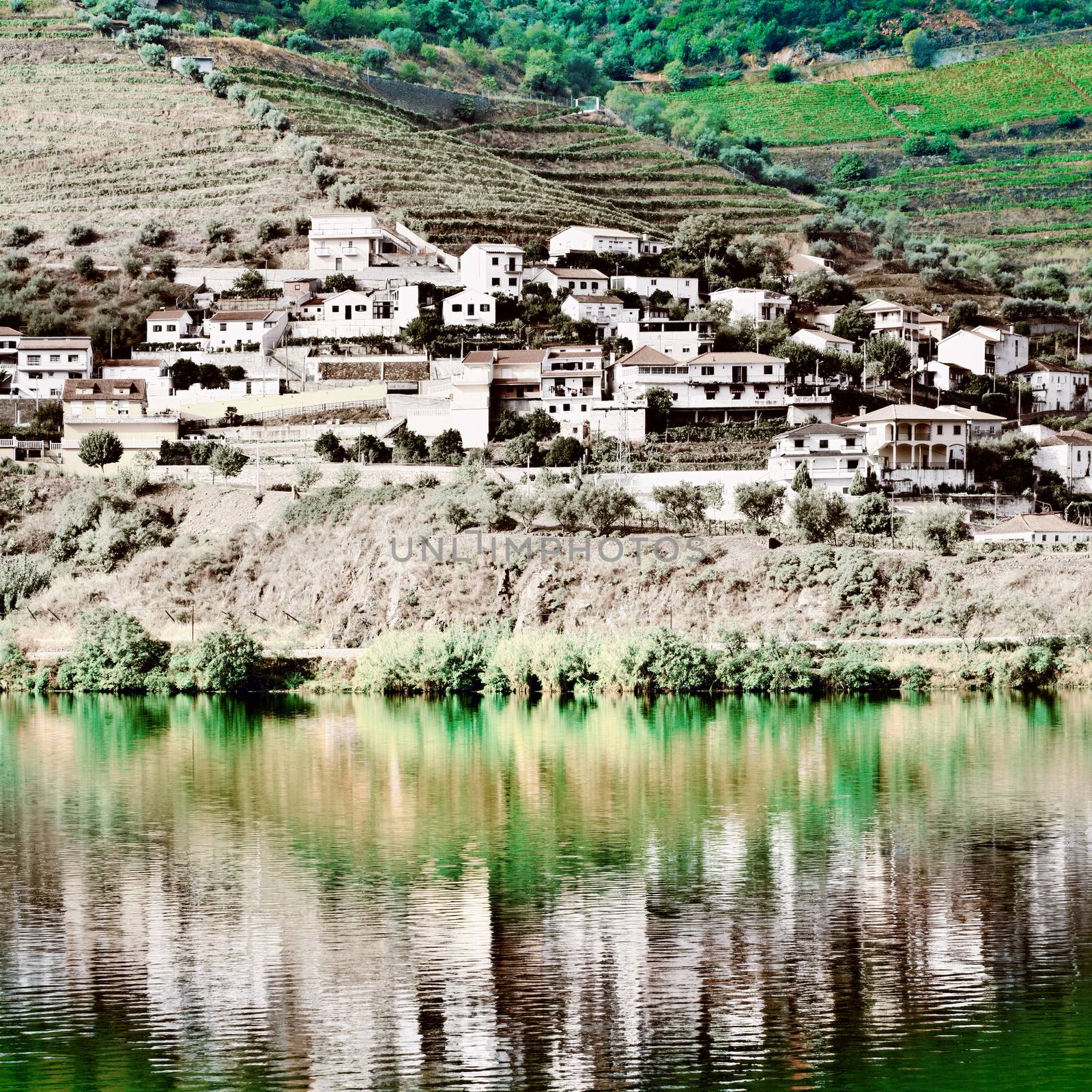 Vineyards in the Valley of the River Douro, Portugal, Vintage Style Toned Picture