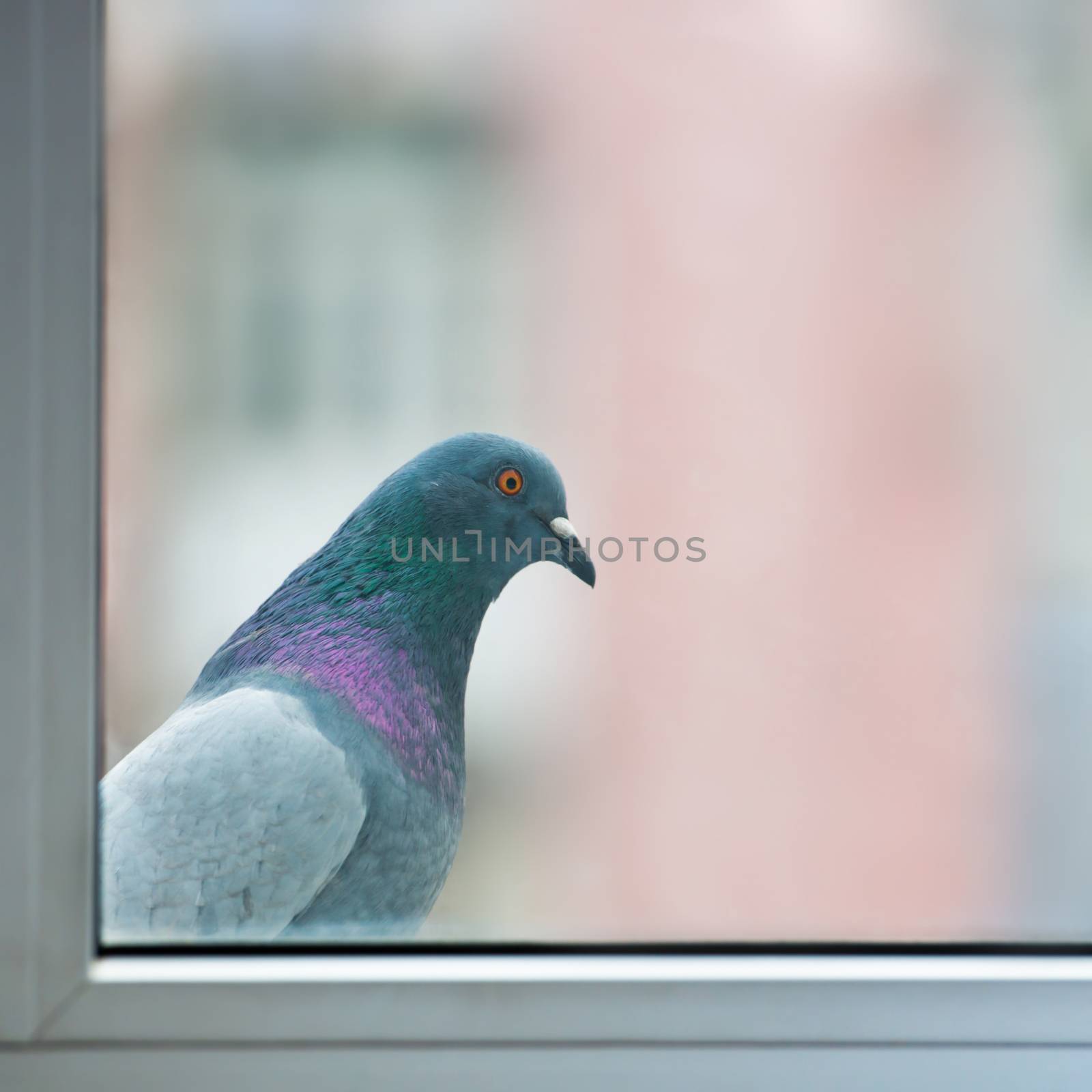 Curious fat pigeon by vapi