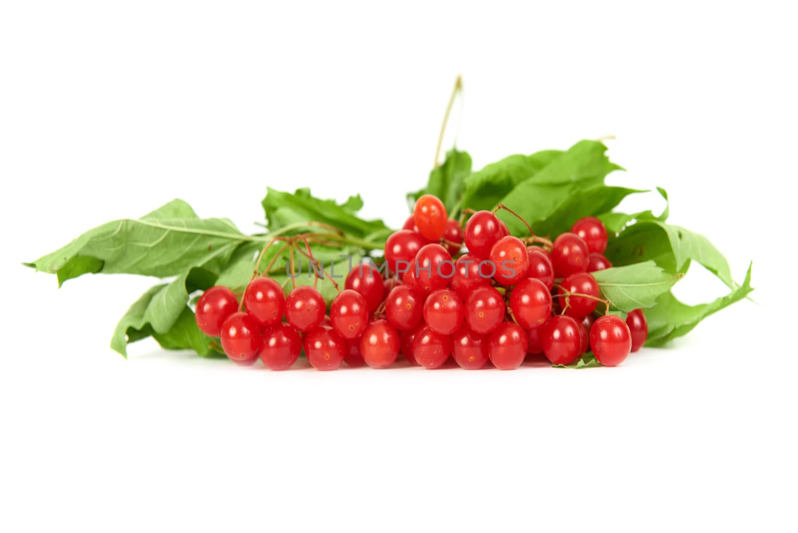 Bunch of red berries- guelder rose (Viburnum opulus) with green leaves isolated on white background