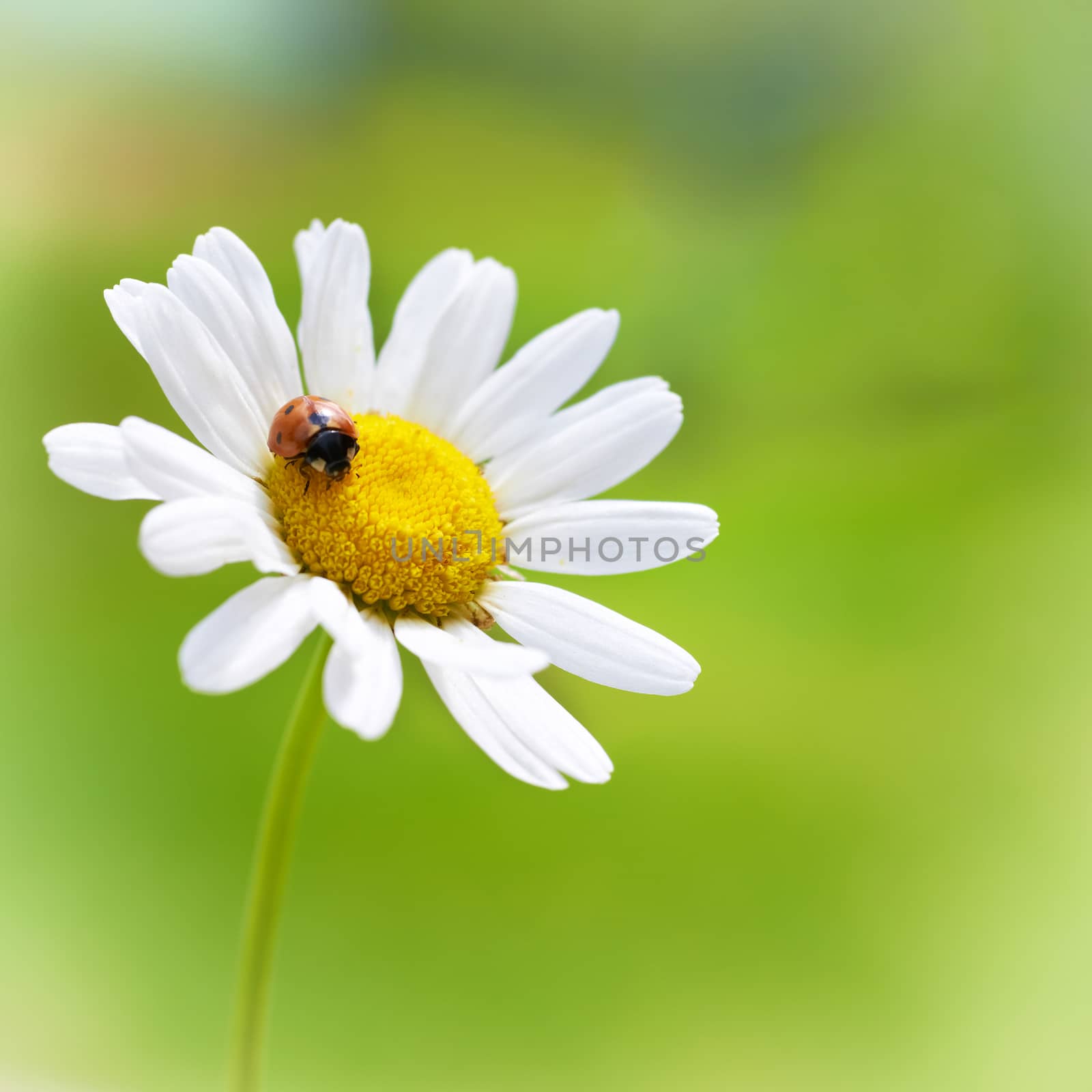 White flower daisy- camomile with red ladybug on green background