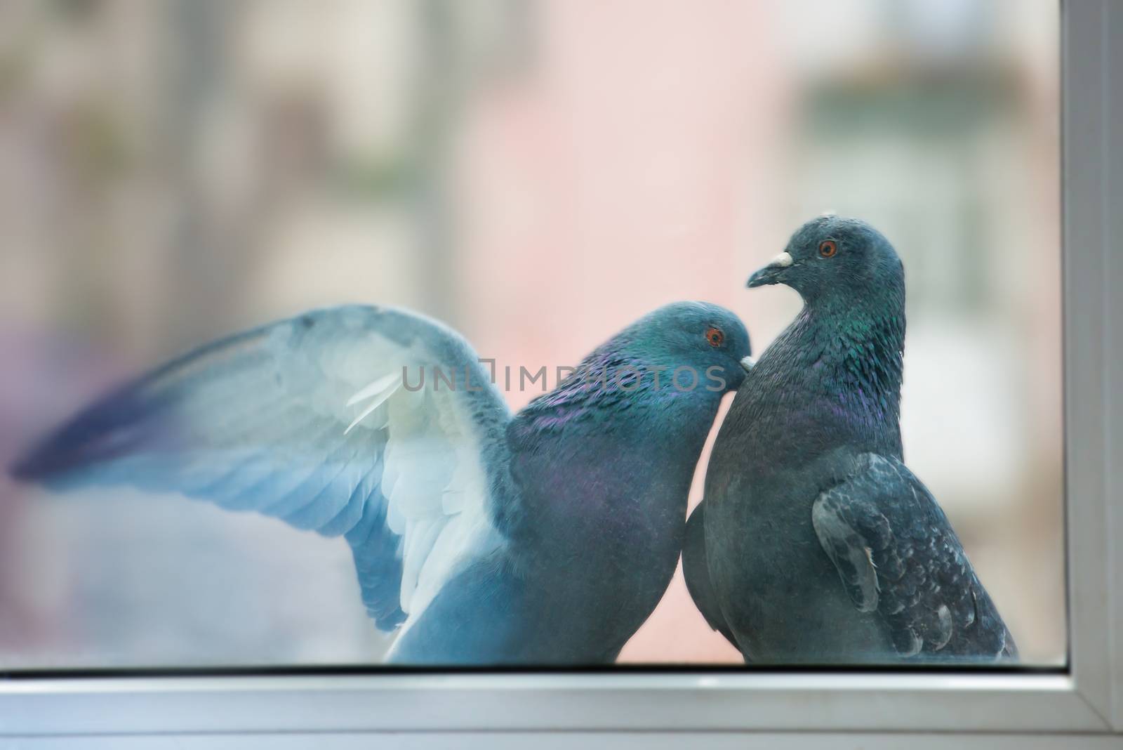 Couple of pigeons kissing behind the window