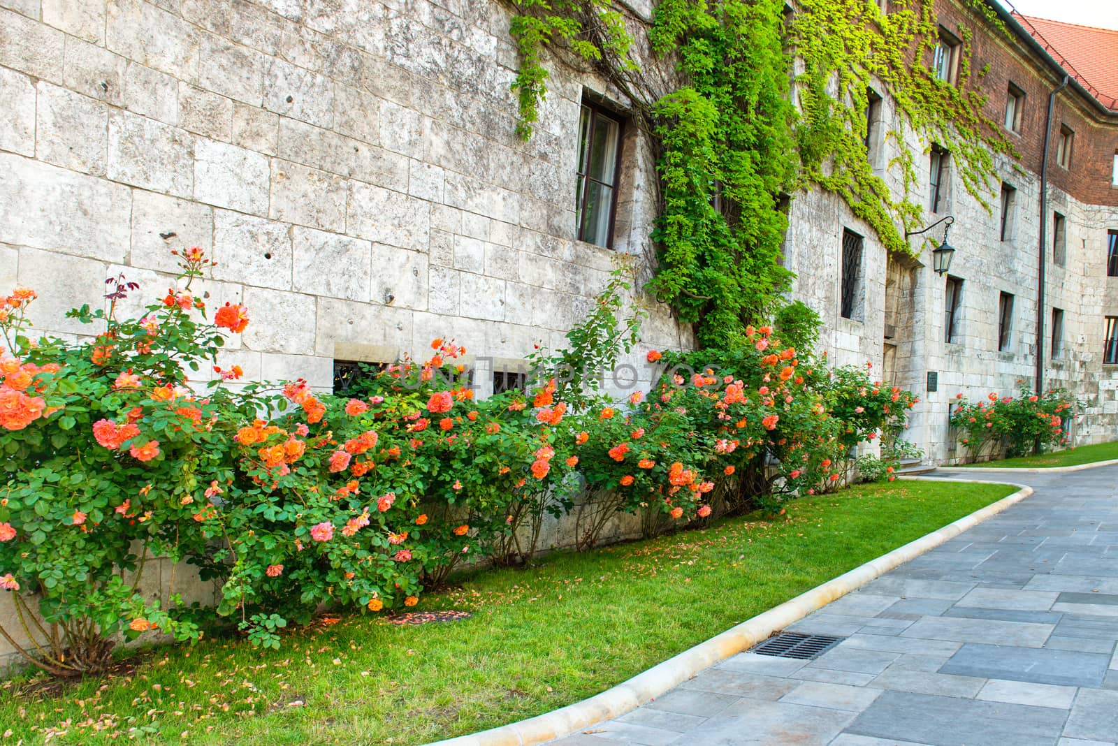 Flowers- red roses on the old street in Europe.