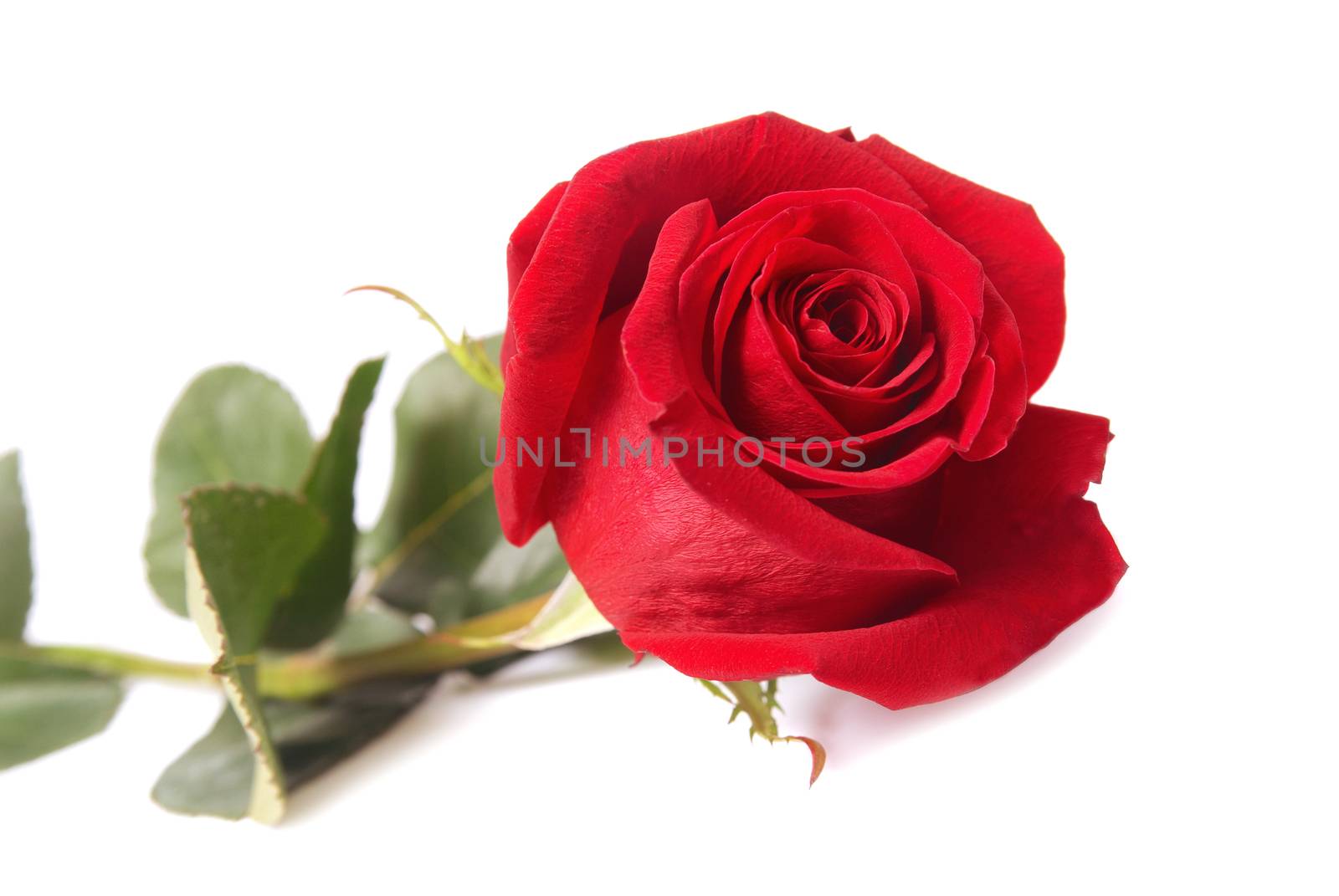 Red rose by vapi