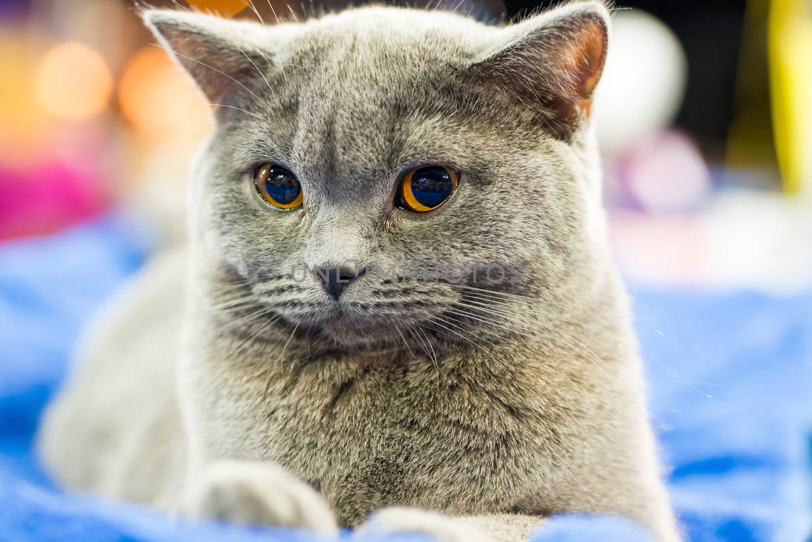 Adorable britan gray cat with orange eyes sitting and looking at camera