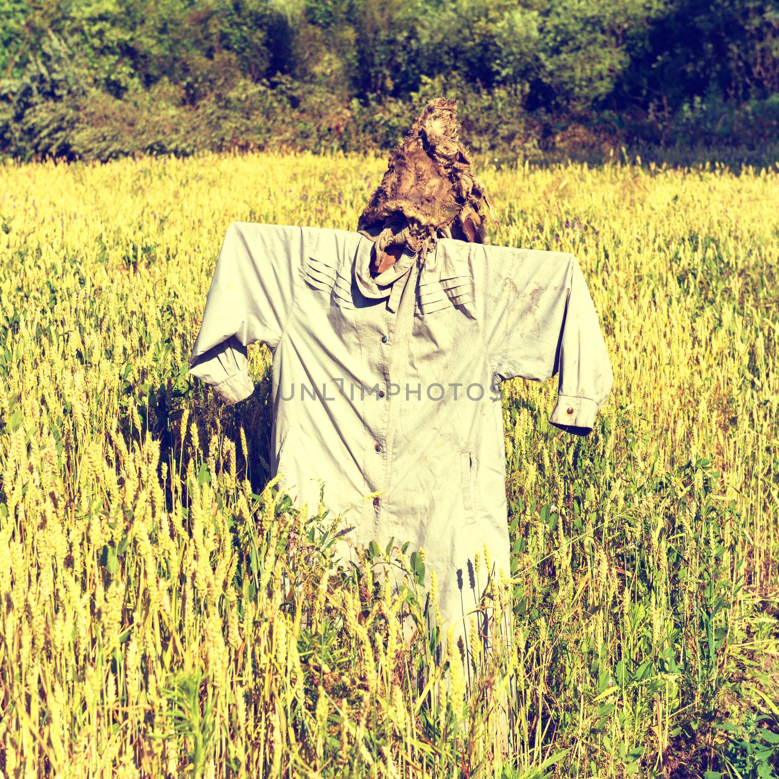 Scarecrow on the field by vapi
