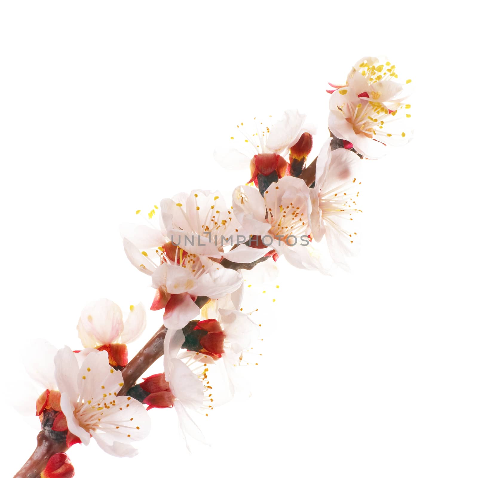 Almond white flowers by vapi