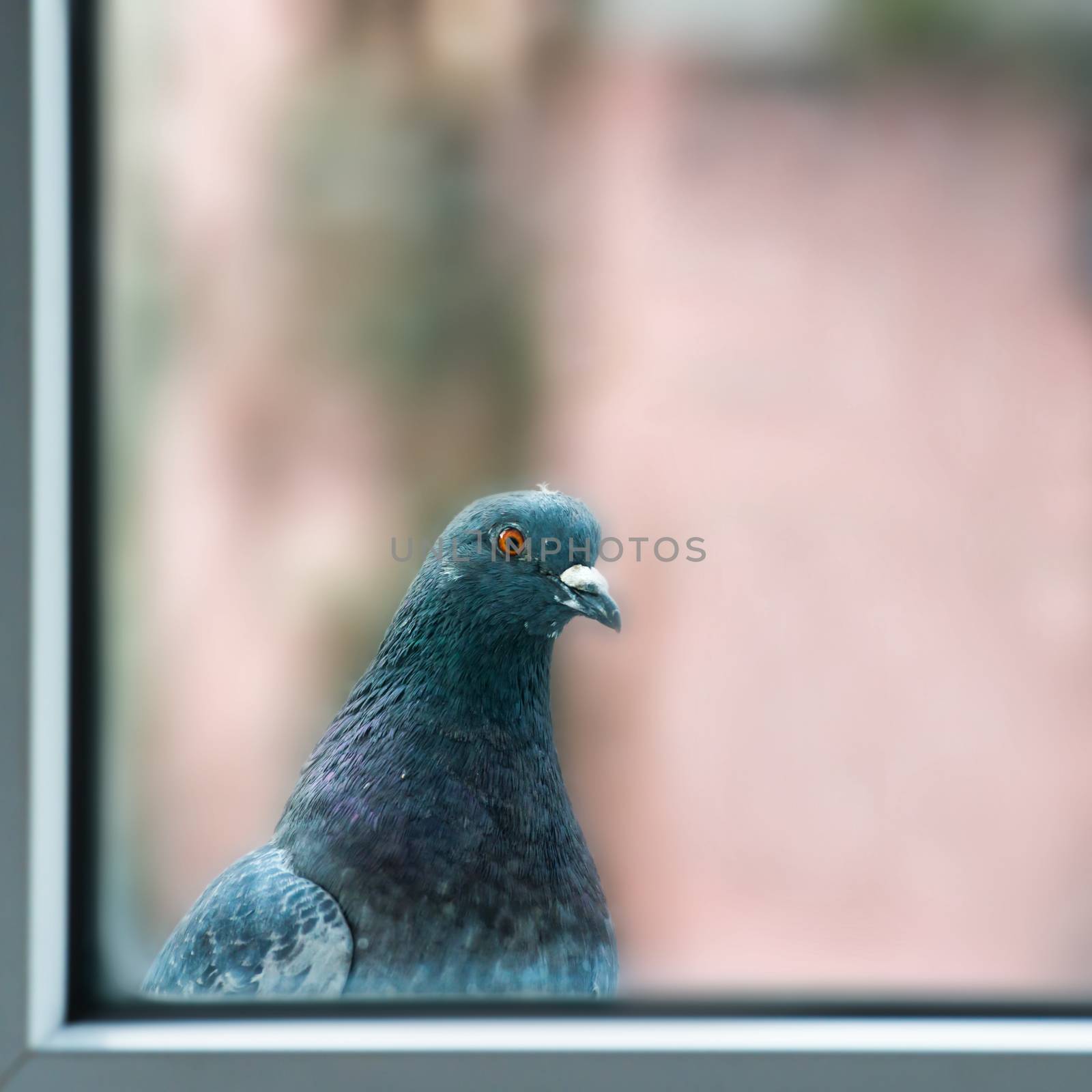Curious fat pigeon by vapi