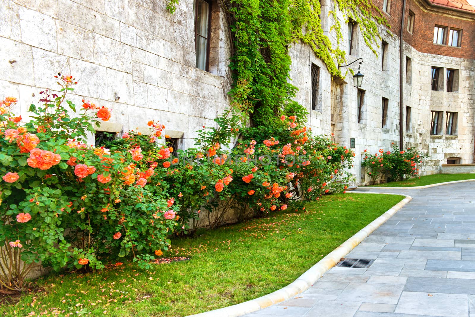 Flowers- red roses on the old street by vapi