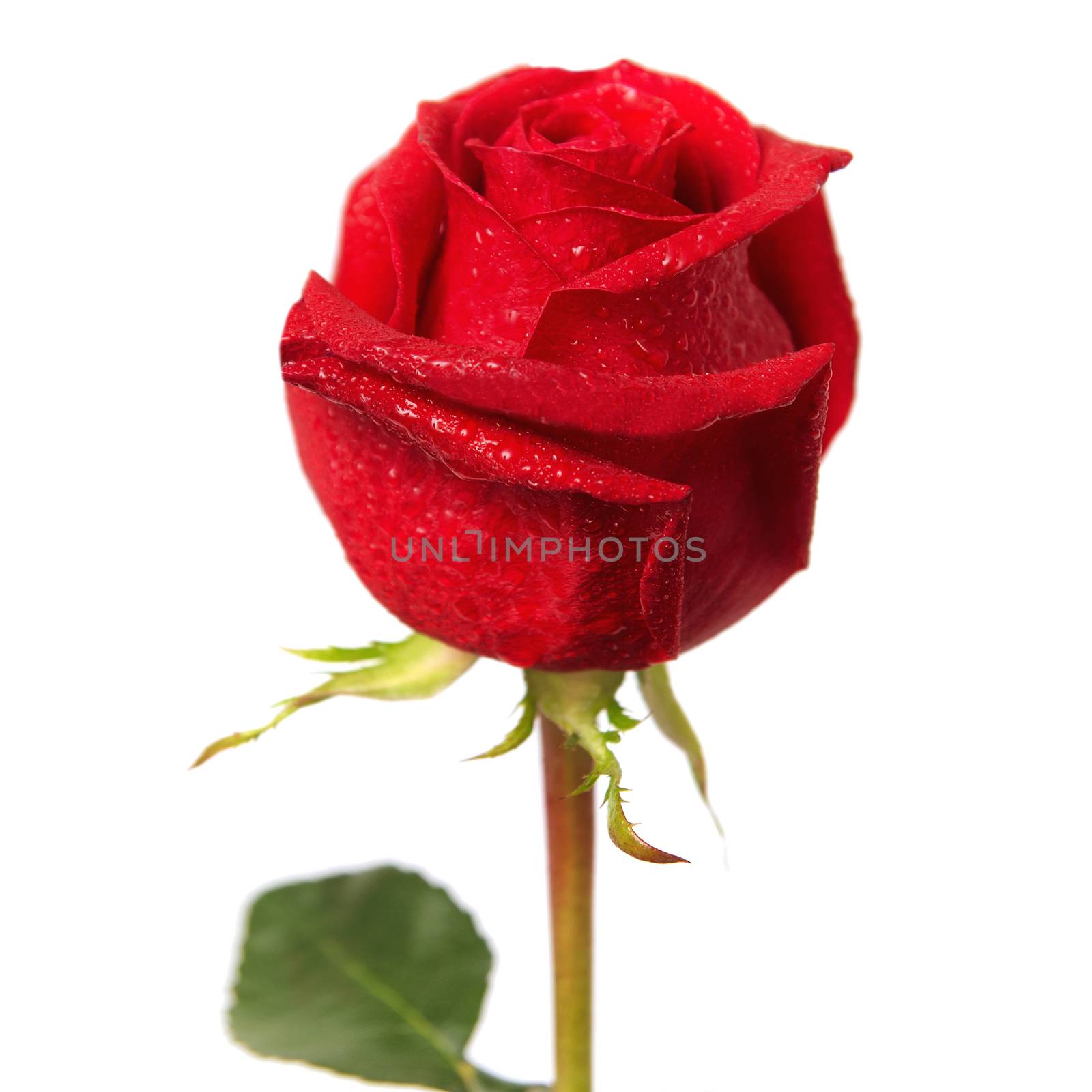 Beautiful red rose isolated on white background