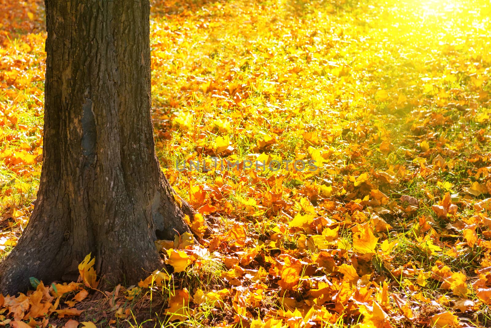 Big yellow autumn tree in a sunny forest or park with bright orange leaves