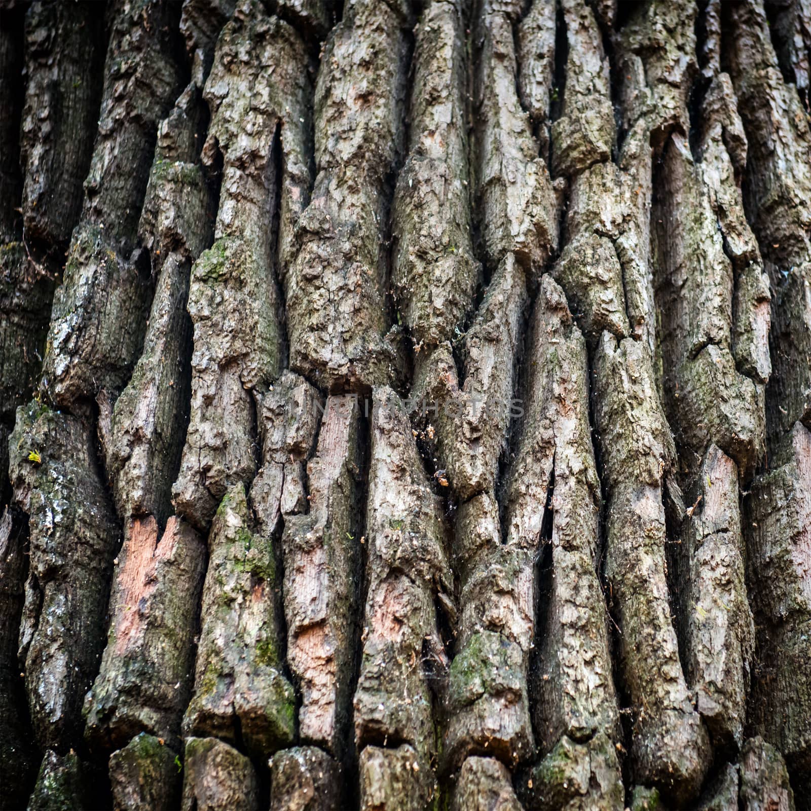 Dark brown oak bark can be used for background and texture