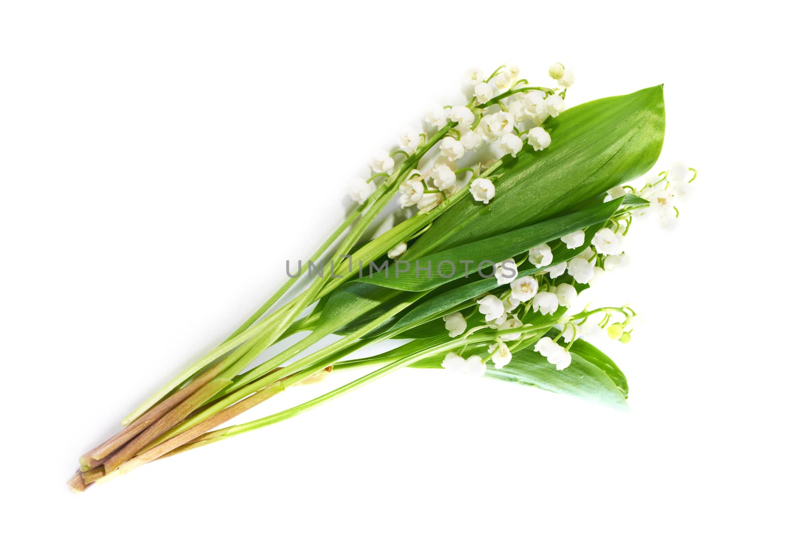 White flowers lilies of the valley isolated on white background