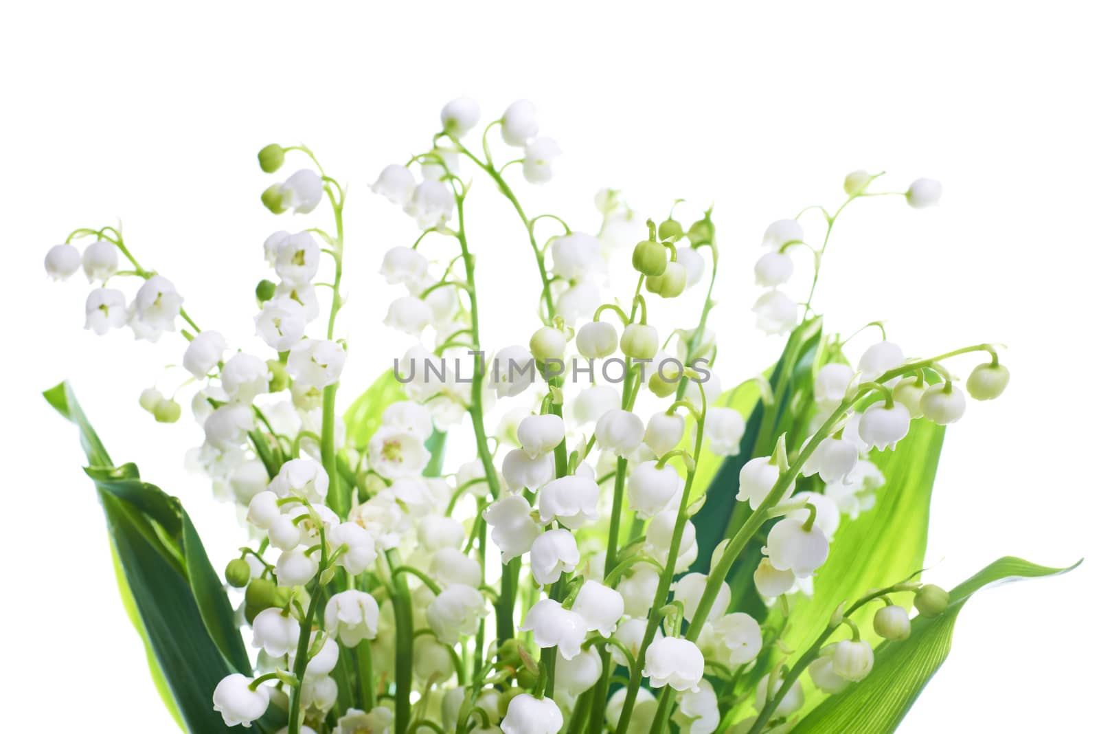 White flowers lilies of the valley isolated on white background