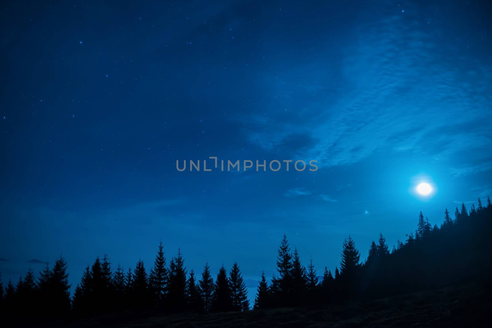 Forest of pine trees under moon and blue dark night sky with many stars. Space background