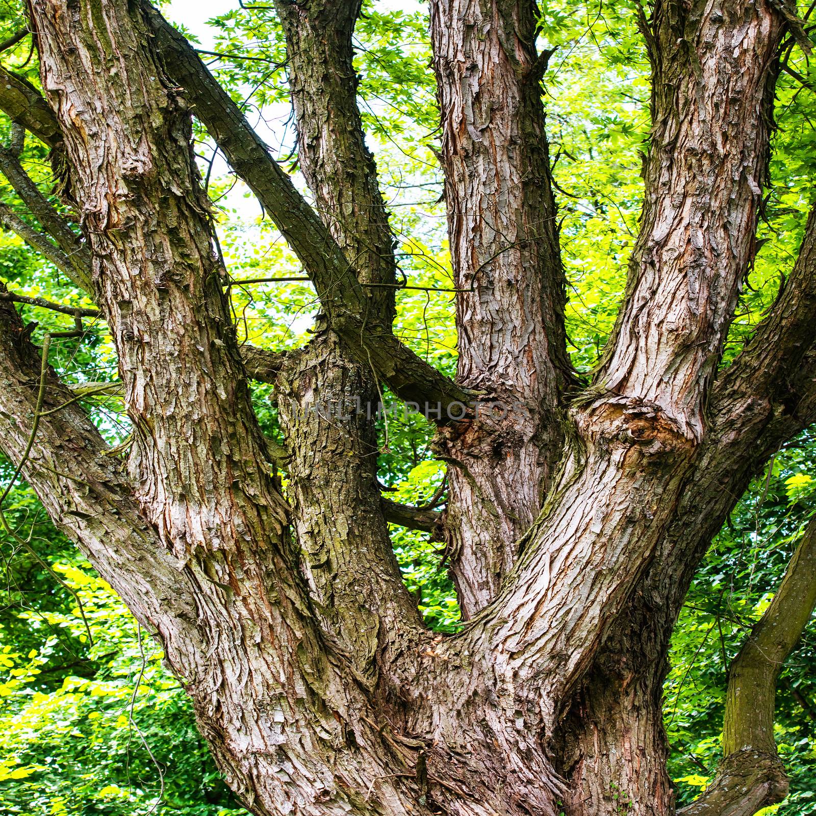 Big green oak tree by vapi
