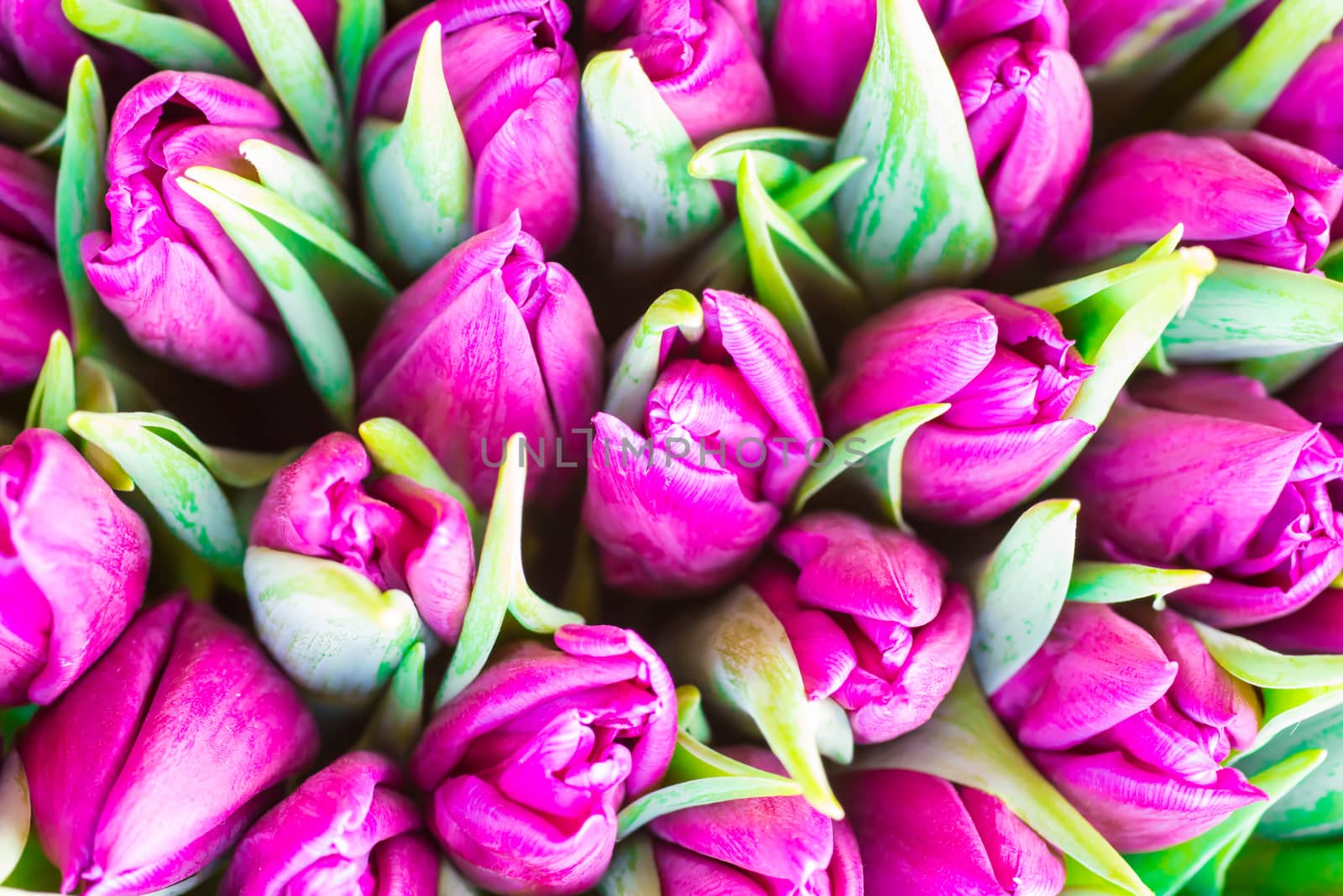 Fresh violet tulips with green leaves- nature spring background. Soft focus and bokeh