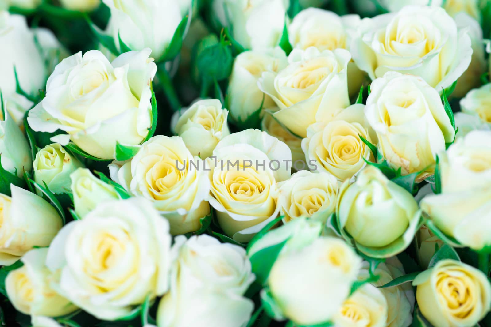 Fresh white roses with green leaves- nature spring sunny background. Soft focus and bokeh